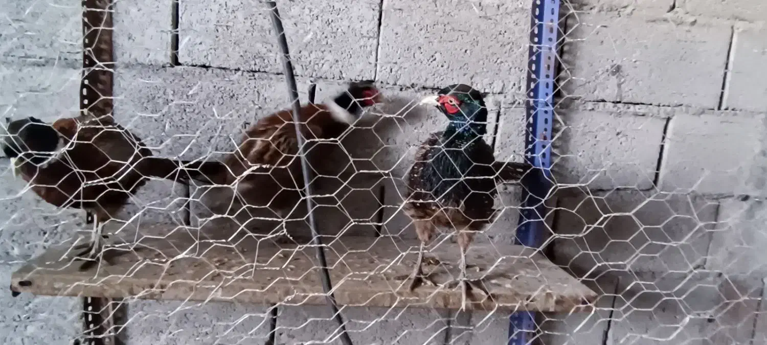 خروس آمریکایی|حیوانات مزرعه|بن, |دیوار