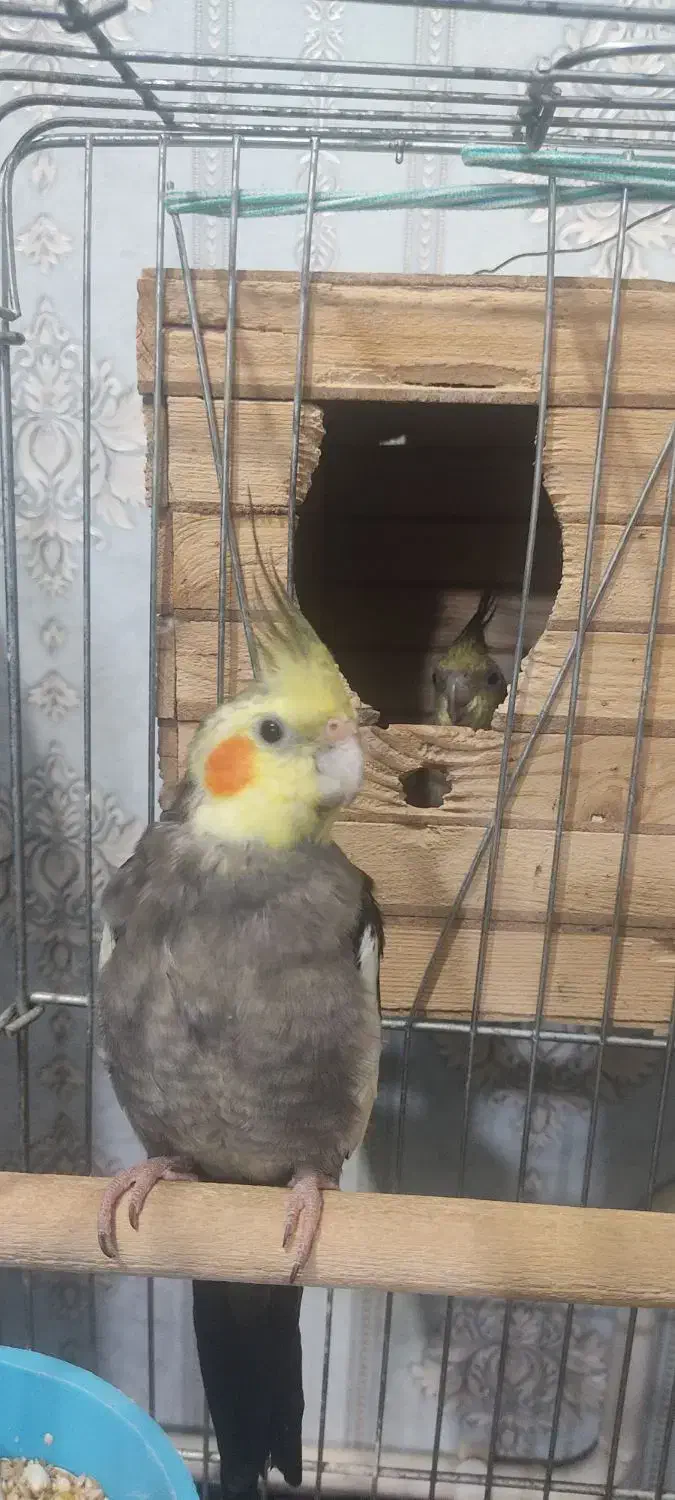 عروس هلندی جفت با تخم|پرنده|کرج, کوی امامیه|دیوار