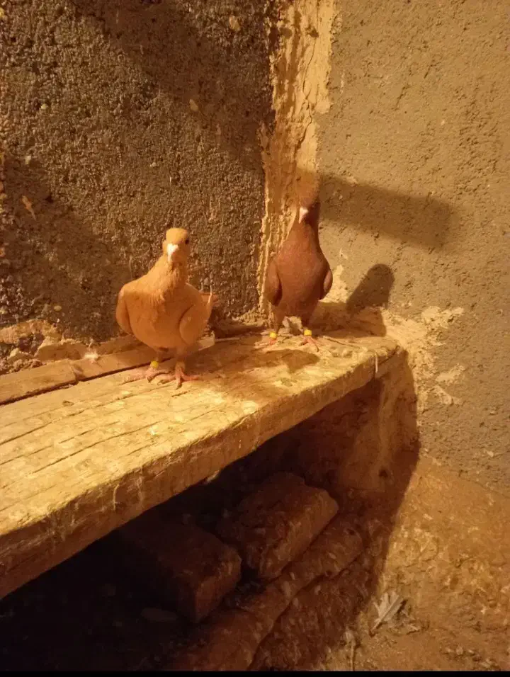 کفتر زرد سرخ|پرنده|خرمآباد, |دیوار