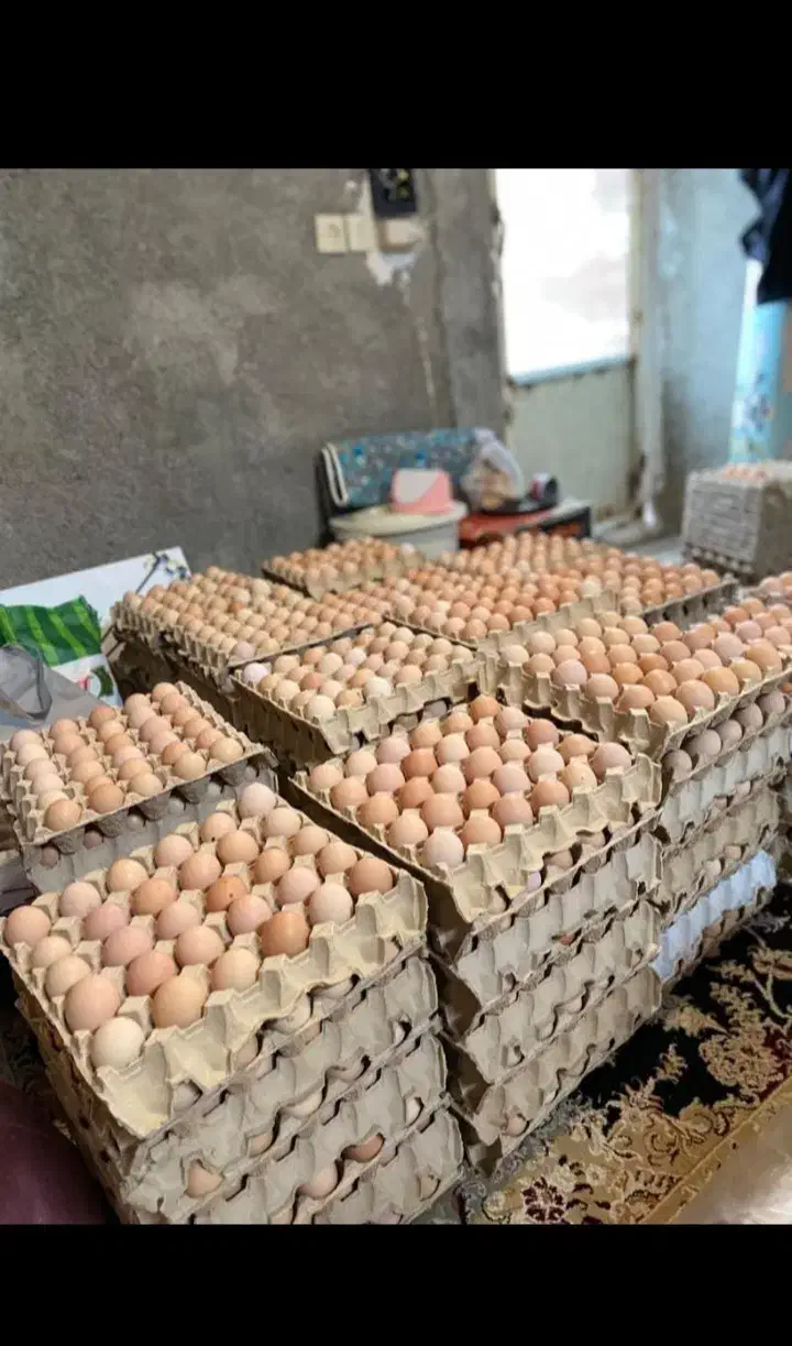 تخم مرغ محلی ارگانیک|خوردنی و آشامیدنی|مشهد, کوشش|دیوار