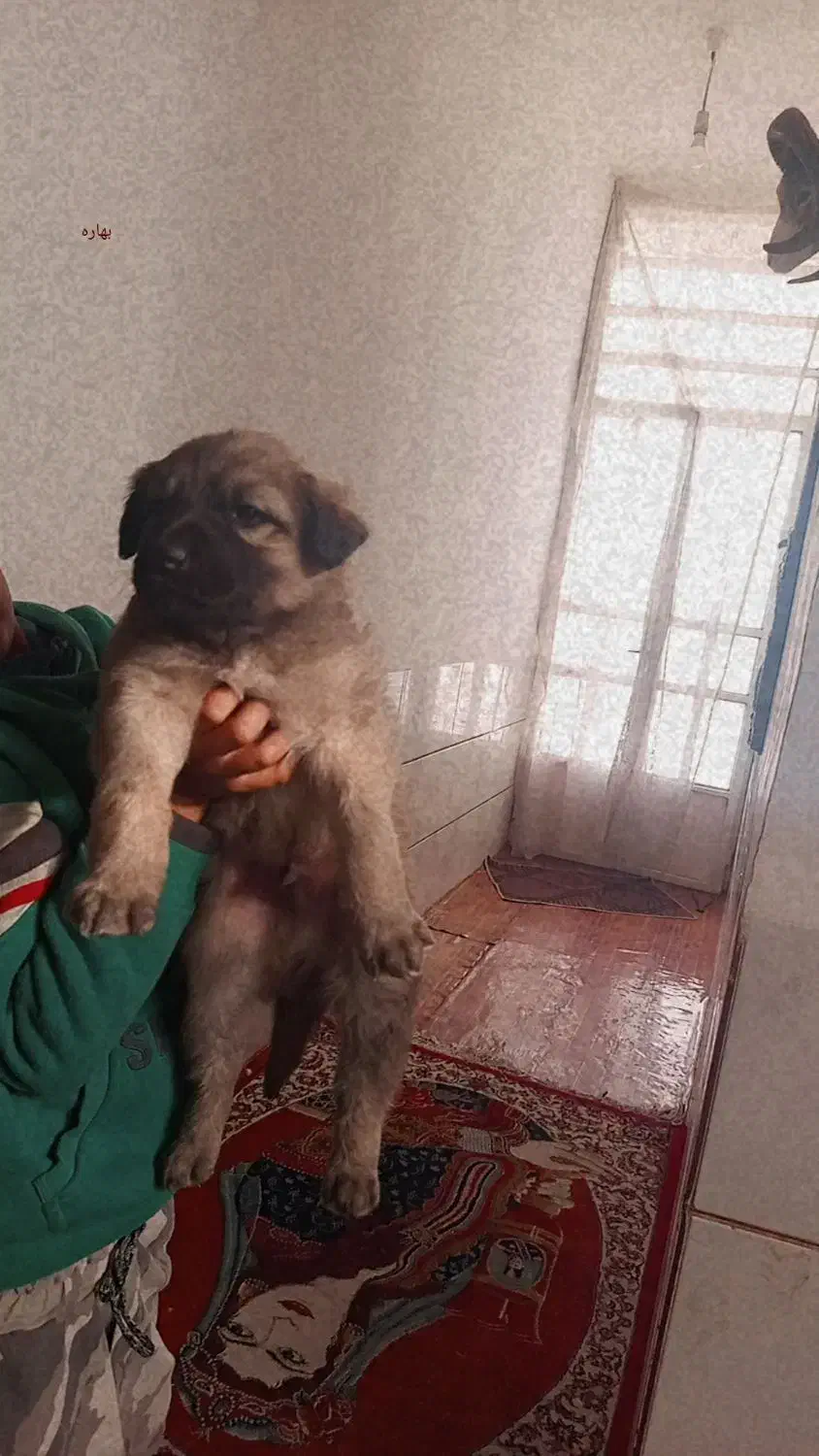 سگ سرابی|سگ|شیراز, گل سرخ|دیوار