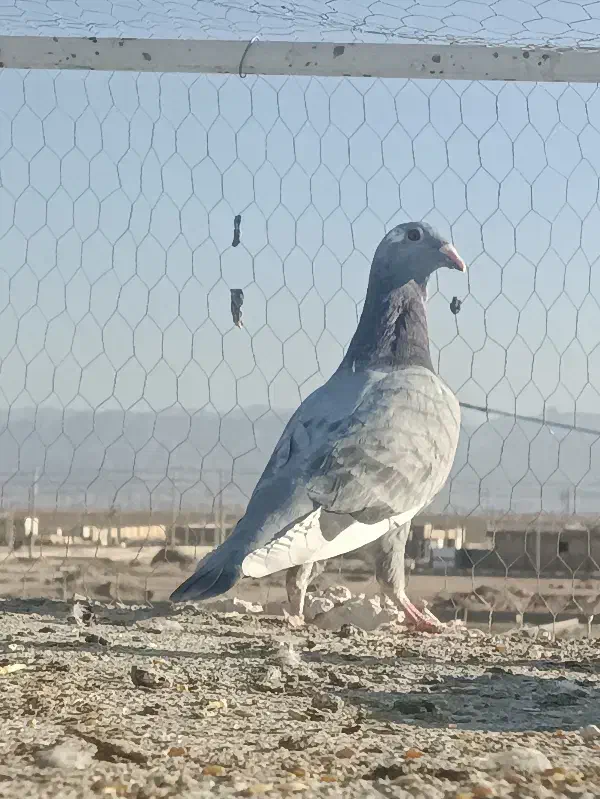 جوانه نر سروتیپ دار|پرنده|طبس, |دیوار