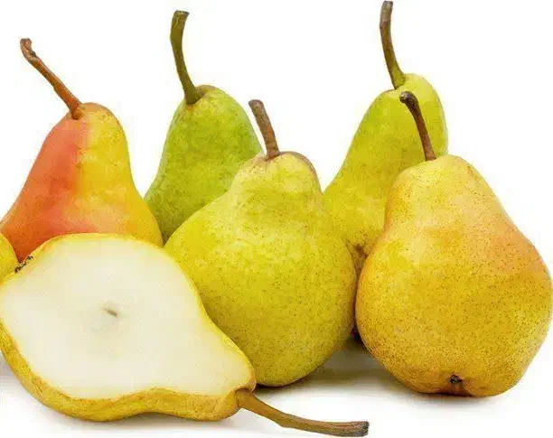 پیش فروش نهال گلابی بیروتی با شرایط چک|خدمات باغبانی و درختکاری|شهمیرزاد, |دیوار