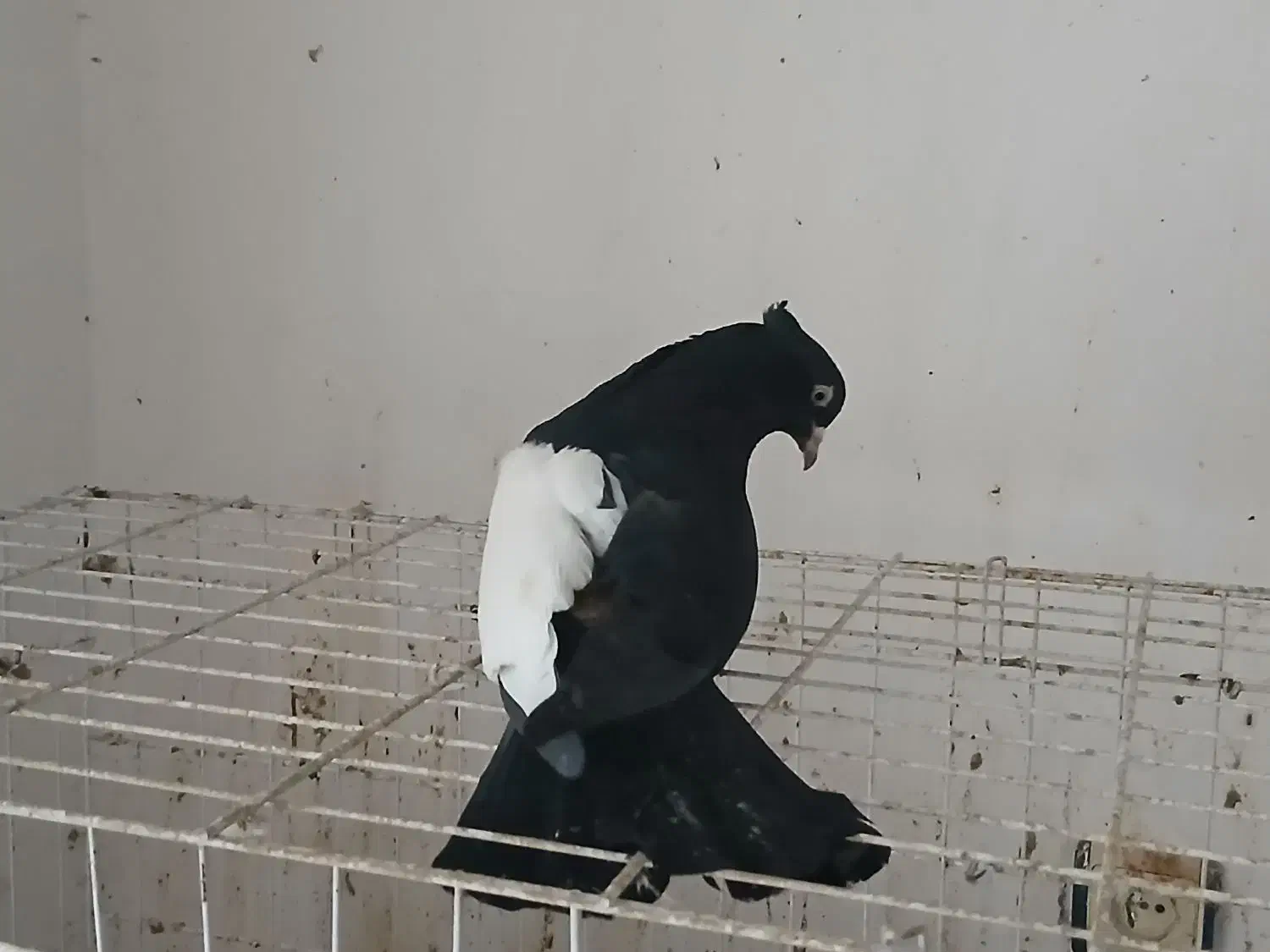 کبوتر رنگی|پرنده|شوشتر, |دیوار