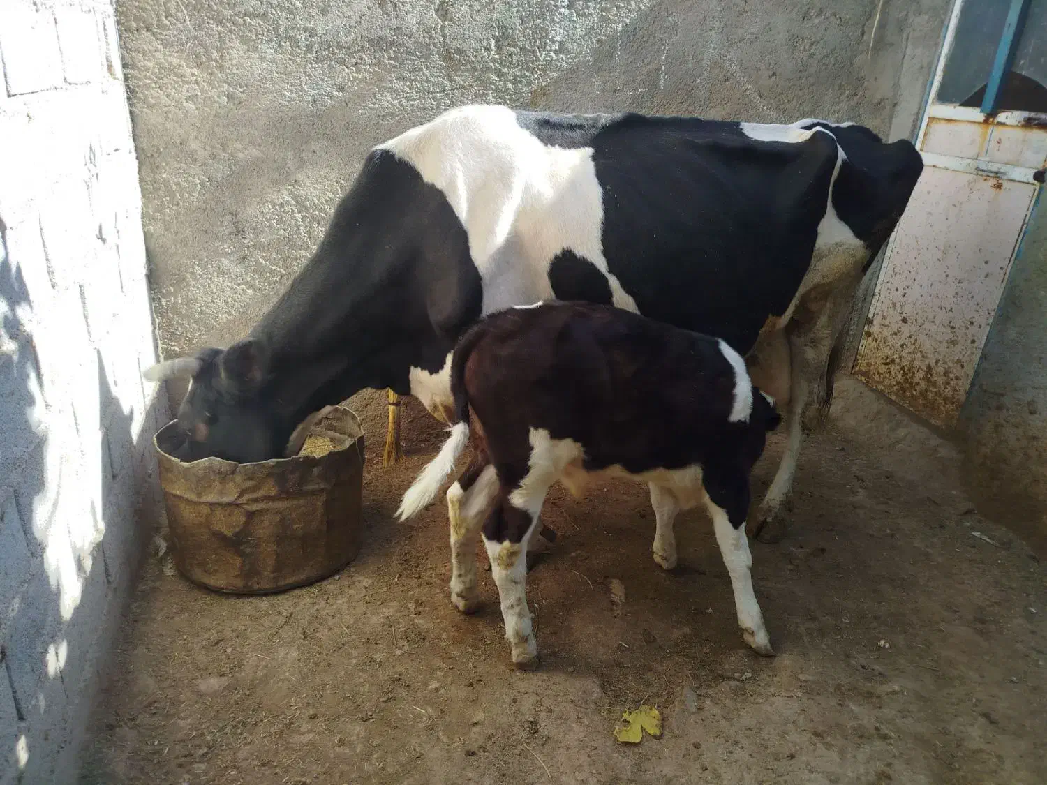 گاو|حیوانات مزرعه|خرم‌آباد, |دیوار