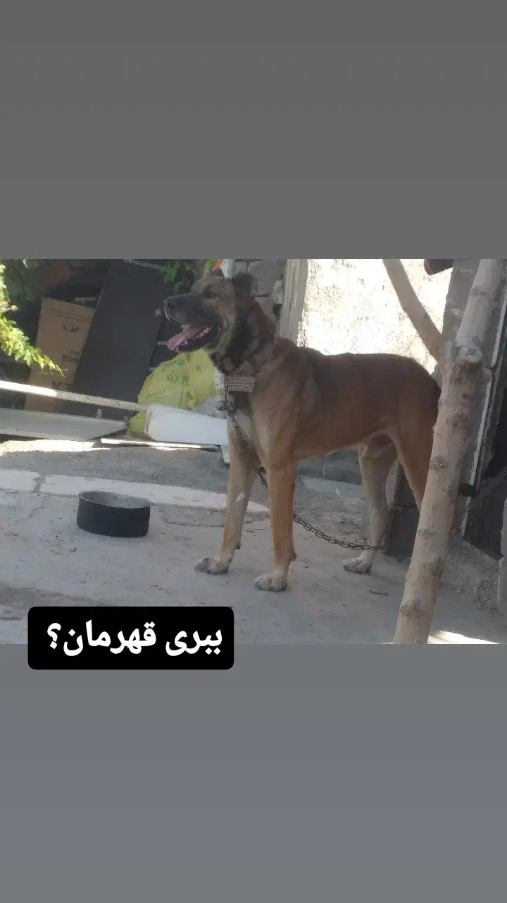 سلام عشق بازان ایران تهران|سگ|تهران, بهارستان|دیوار