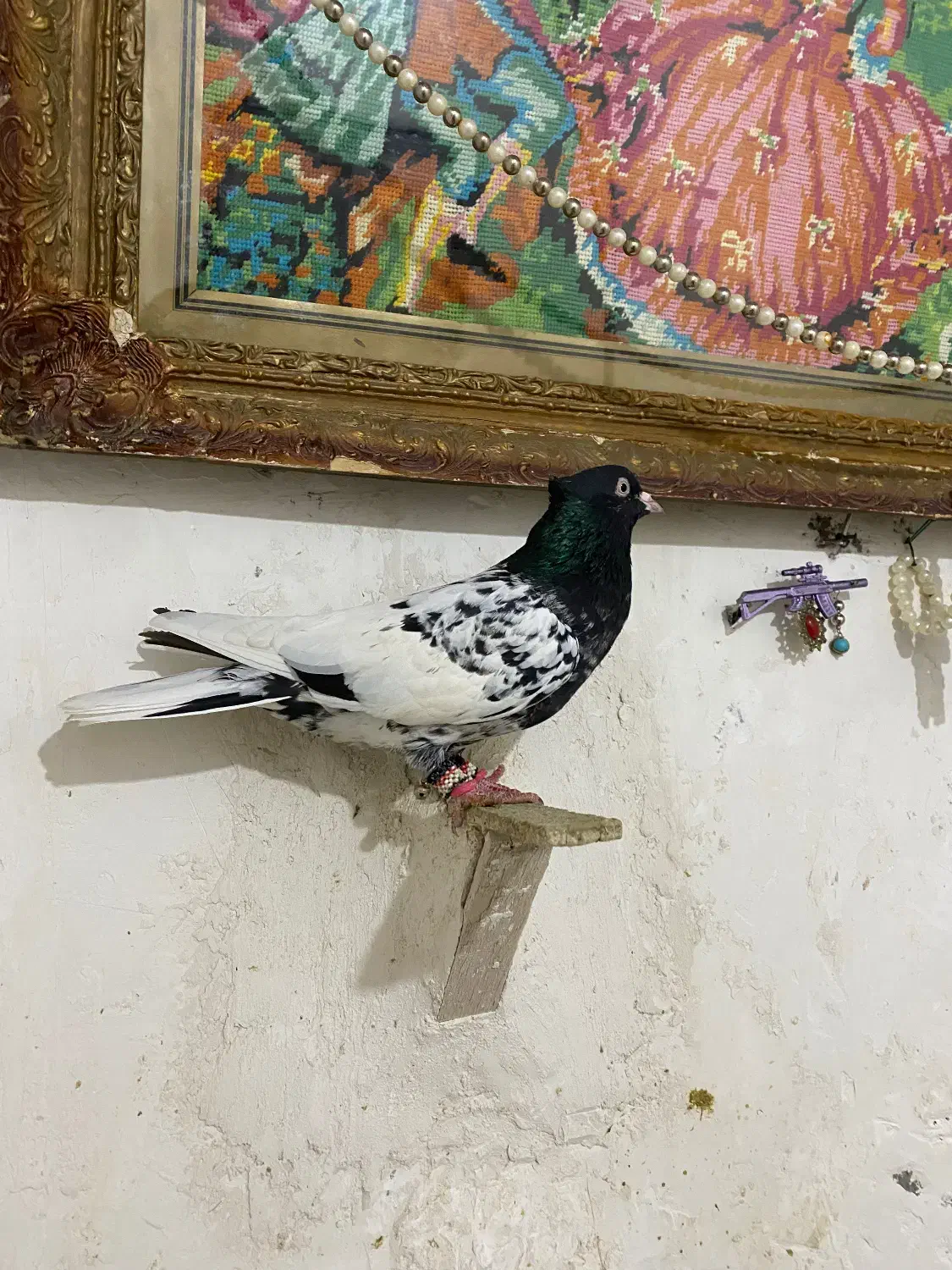 کبوتر|پرنده|شیروان (خراسان), |دیوار