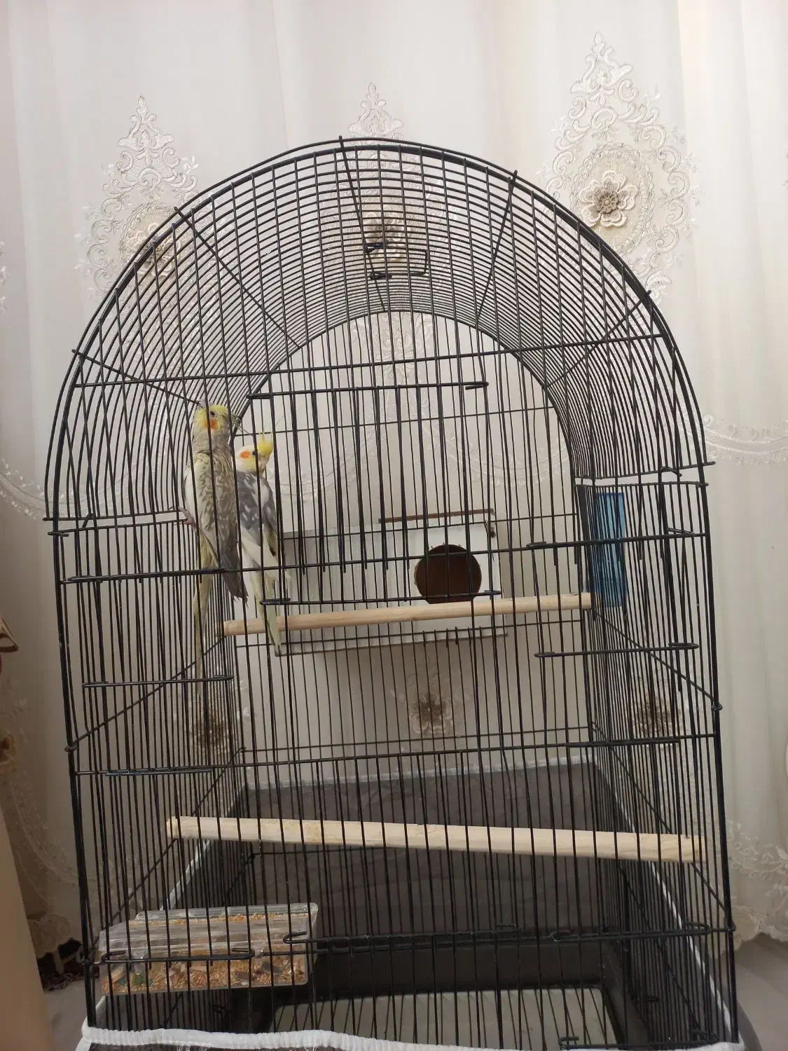 عروس هلندی|پرنده|زاوه, |دیوار