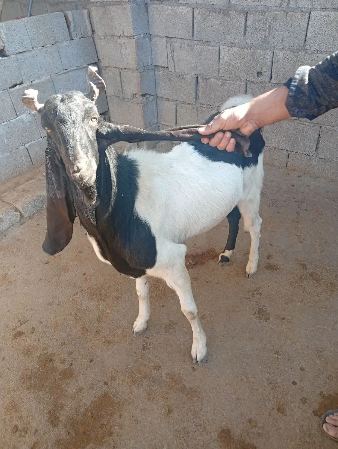 بز نر میش|حیوانات مزرعه|اندیمشک, |دیوار