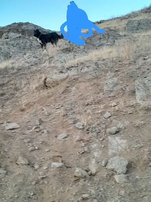 واگذاری سگ نر اصیل ذات قدیم|سگ|هشترود, |دیوار