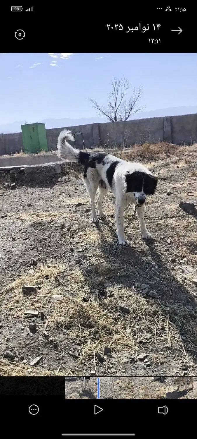 سگ گم شده|حیوانات|تویسرکان, |دیوار