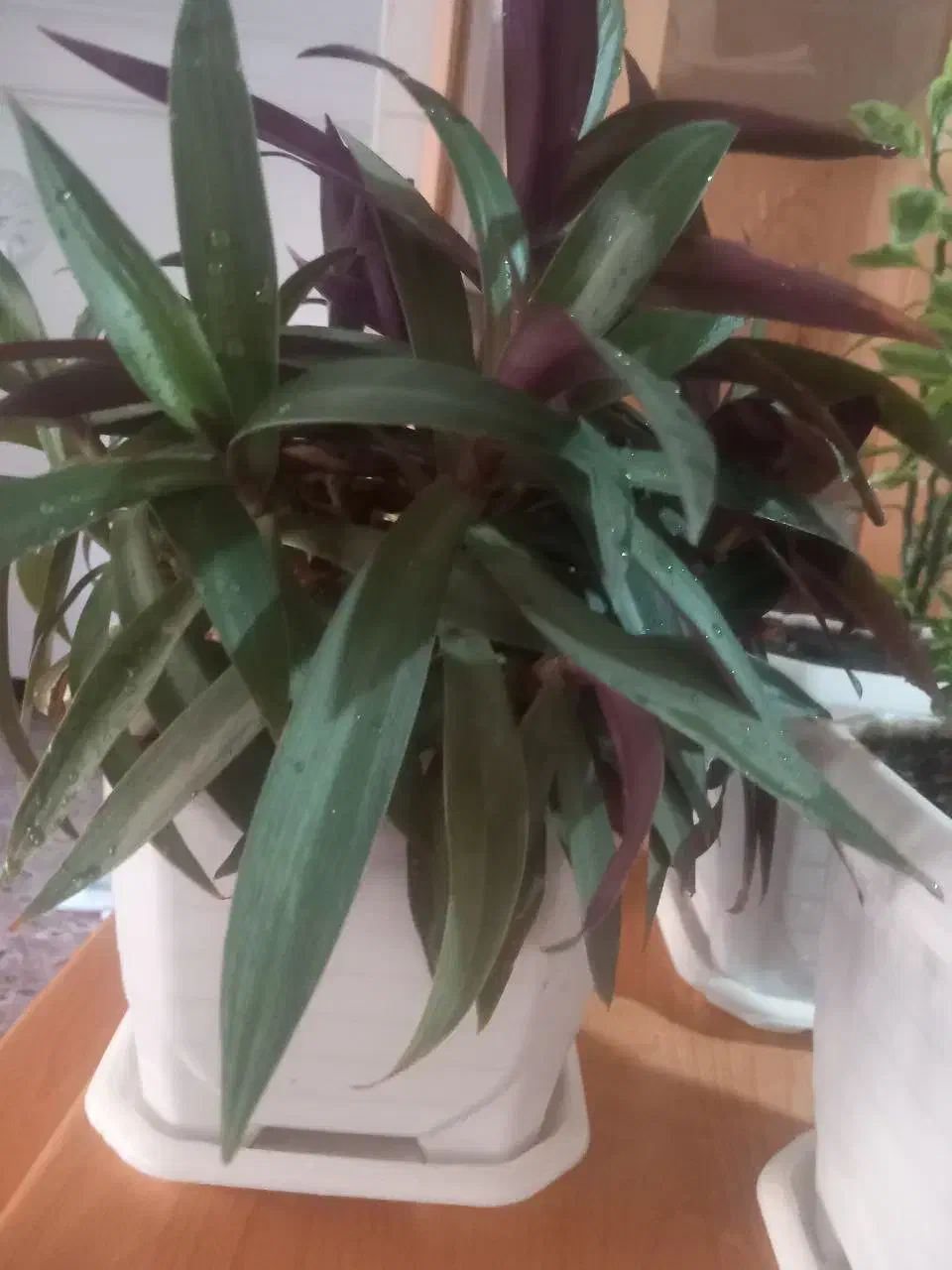 گلدان|گل و گیاه طبیعی|بانه, |دیوار