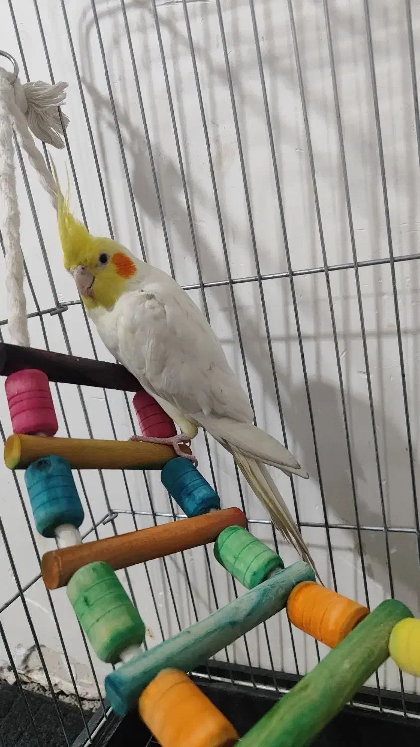 عروس هلندی لوتینو نرباقفس|پرنده|شریفآباد, |دیوار