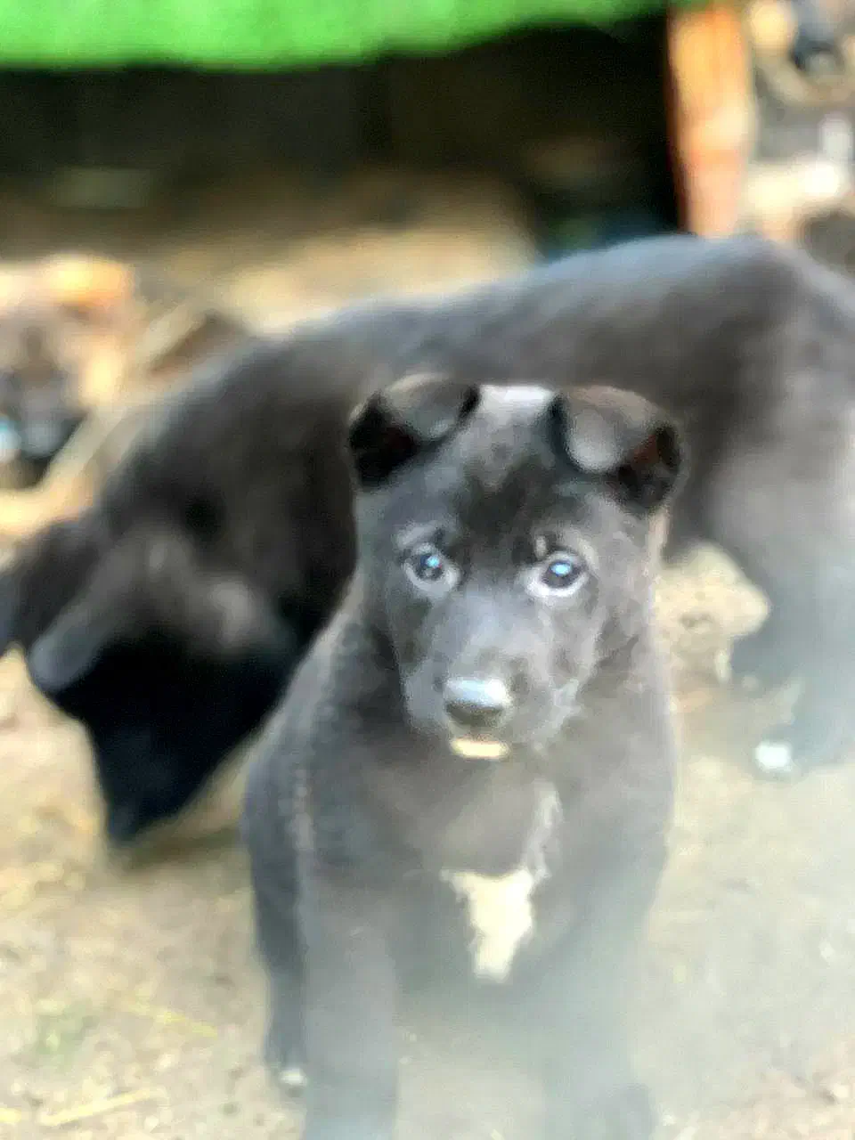 واگذاری توله ژرمن شیپرد شولاین|سگ|رشت, کاکتوس|دیوار