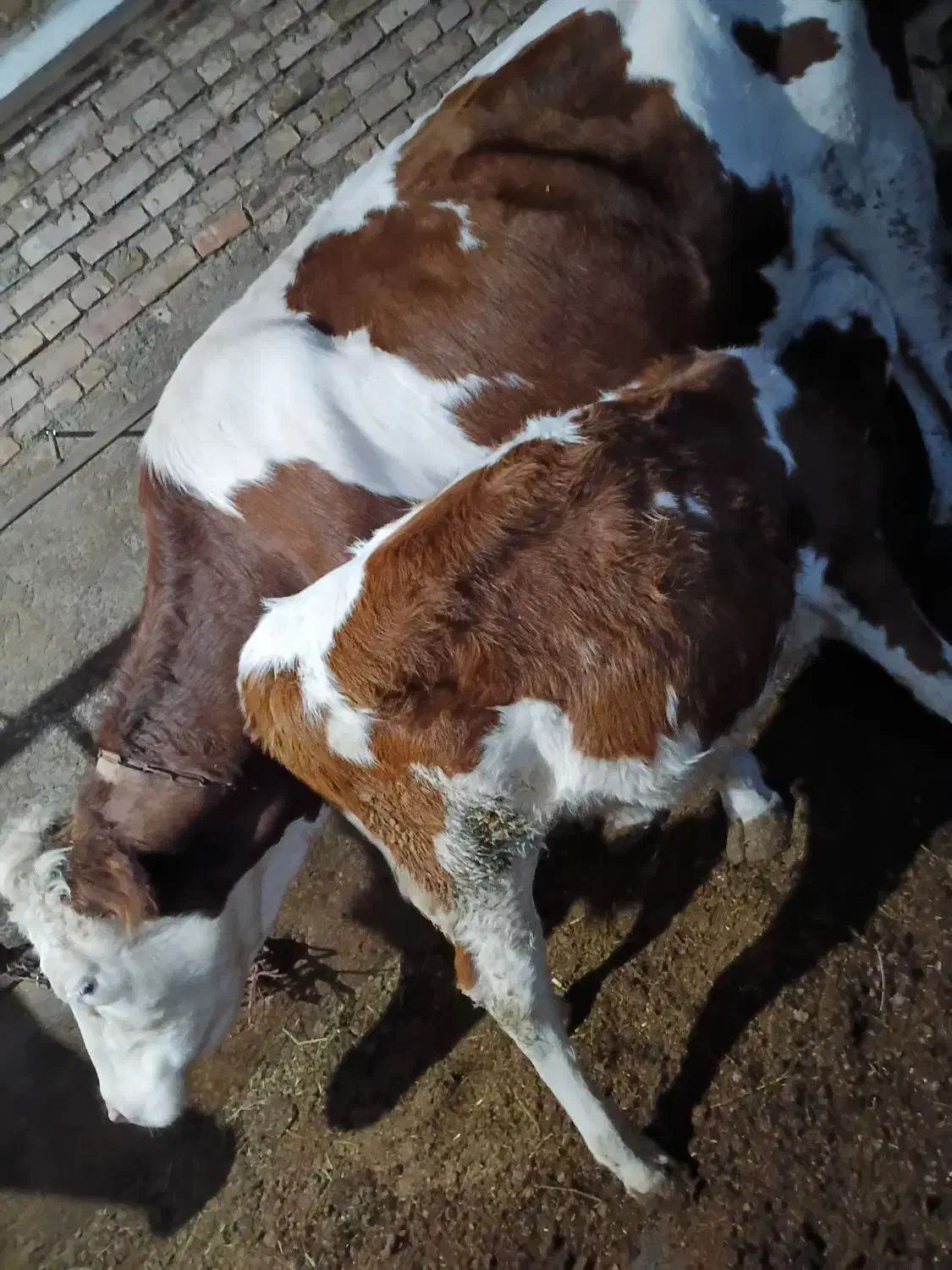 گاو|حیوانات مزرعه|ماکو, |دیوار