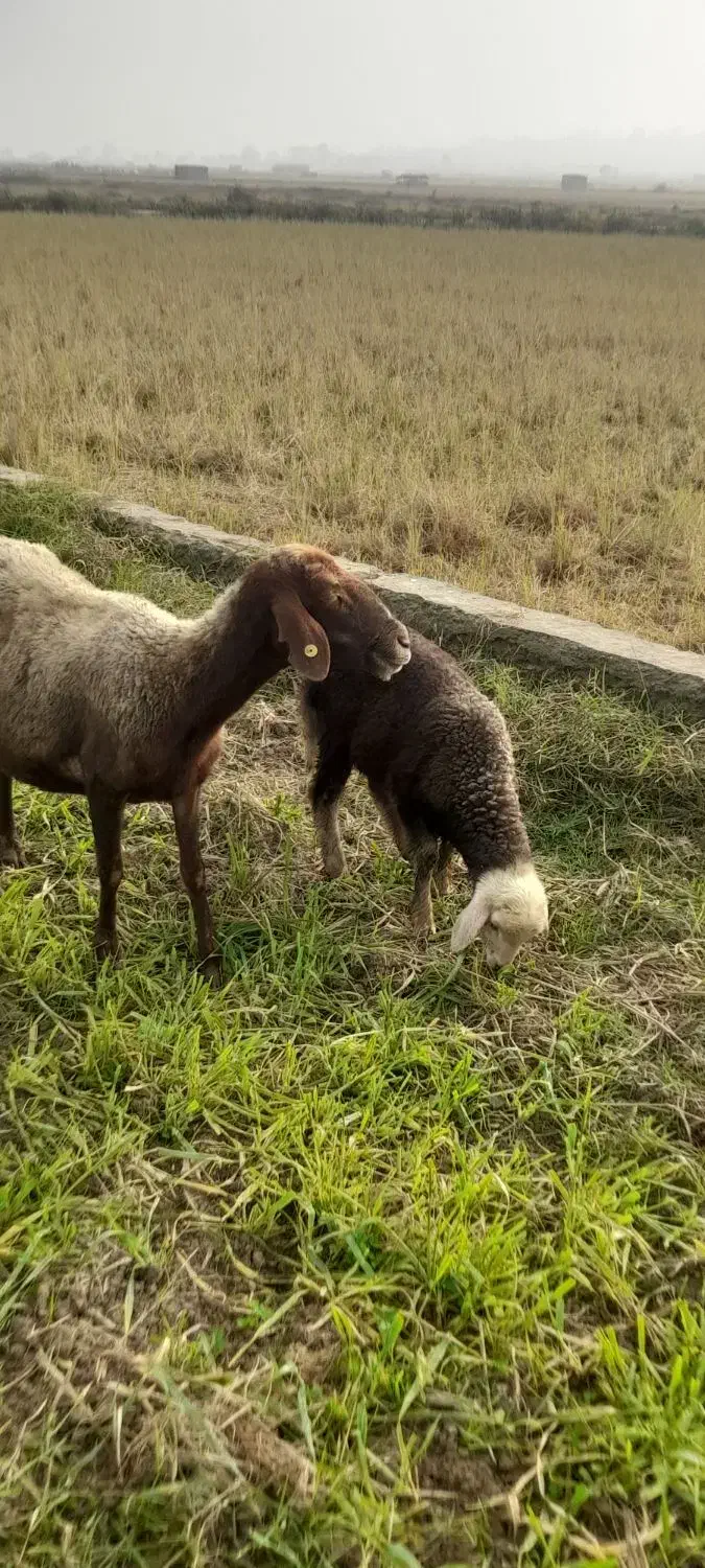 گوسفند وره مار بره نر|حیوانات مزرعه|قائمشهر, |دیوار
