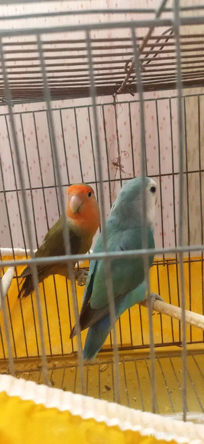 طوطی برزیلی نر و ماده|پرنده|اصفهان, سپاهانشهر|دیوار