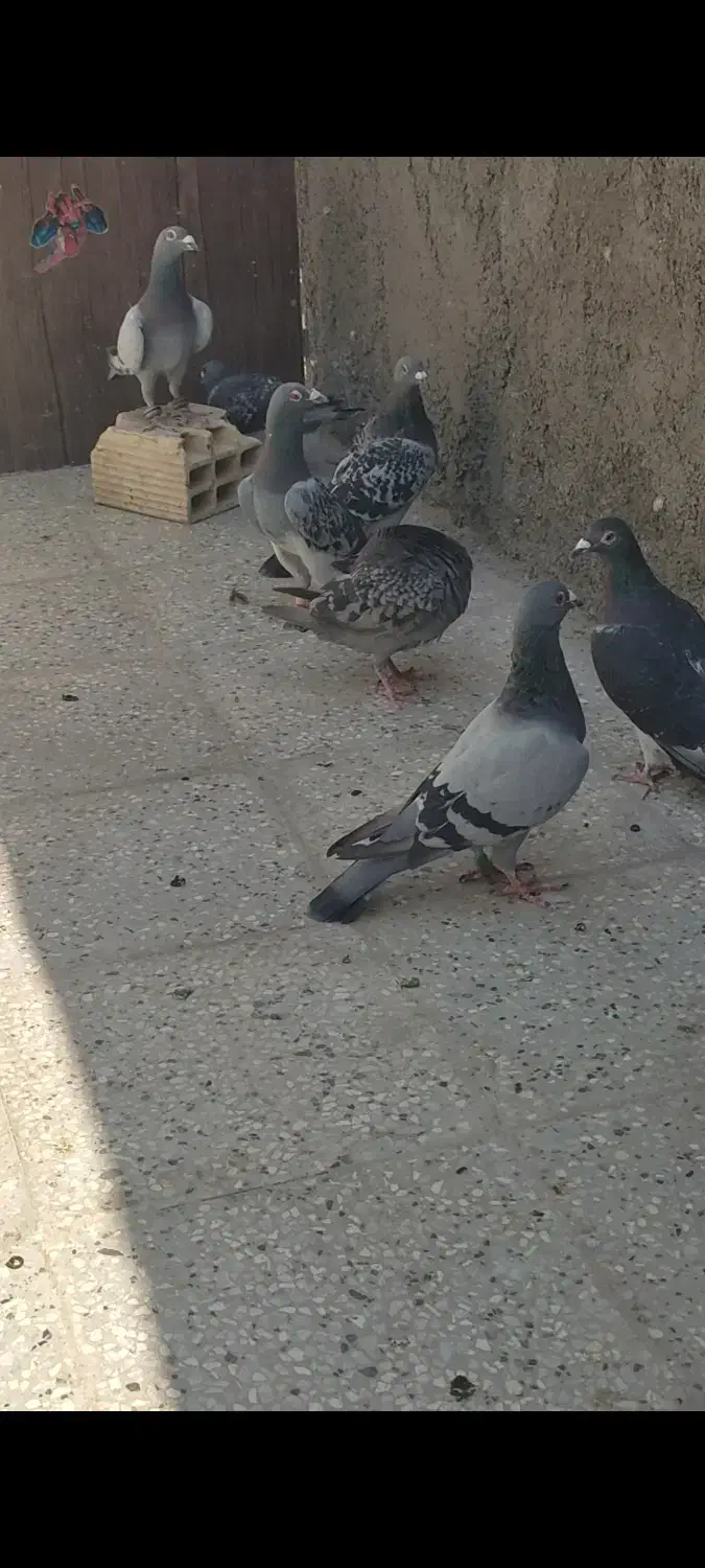 تربت حیدریه|پرنده|تربت‌حیدریه, شهید بهشتی|دیوار