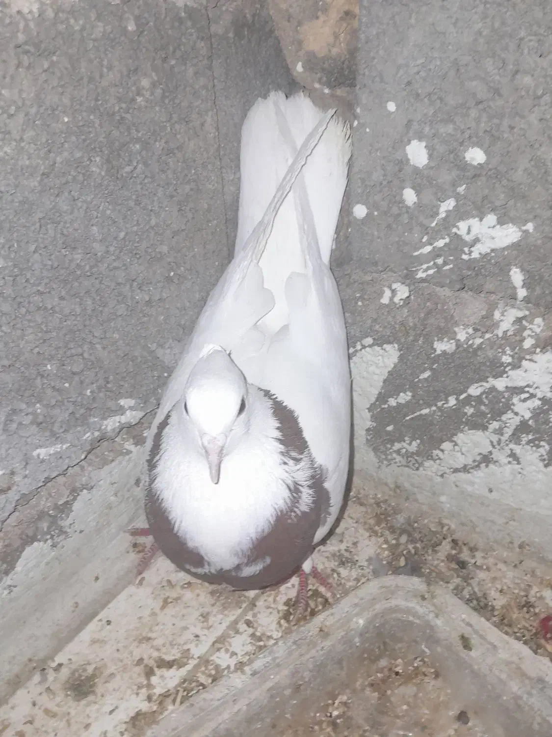 پوللازم|پرنده|بروجن, |دیوار