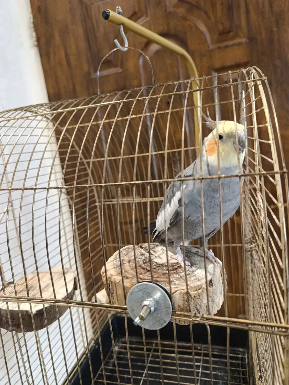 عروس هلندی|پرنده|تهران, خانی آباد نو شمالی|دیوار