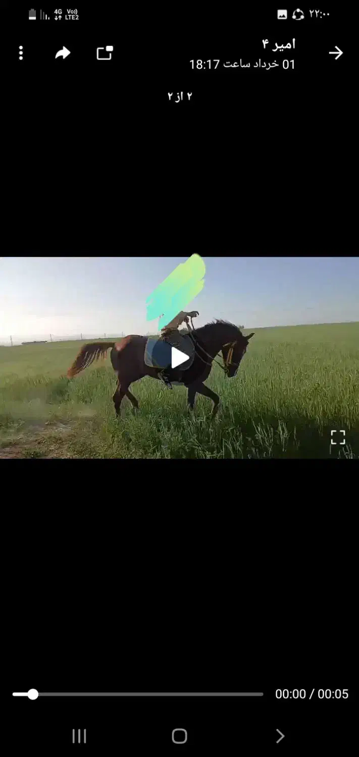 اسب نریان کرد|اسب و تجهیزات اسب‌سواری|اردبیل, |دیوار