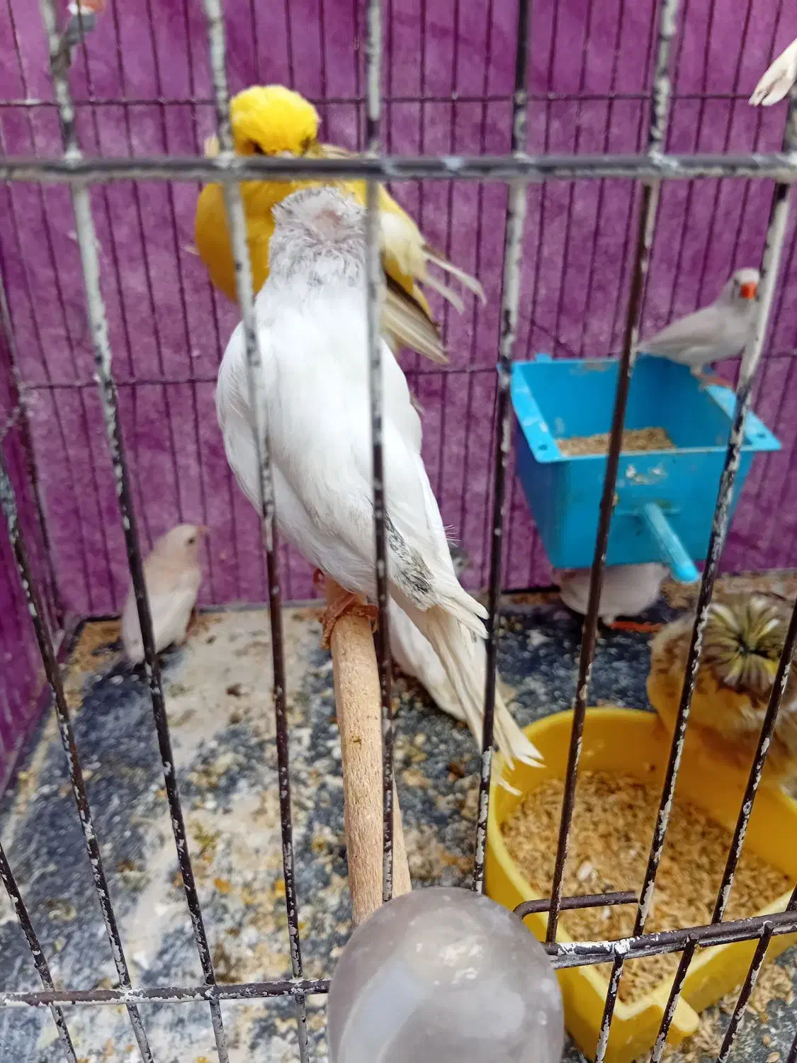 مرغ عشق|پرنده|قم, شهرک فاطمیه|دیوار