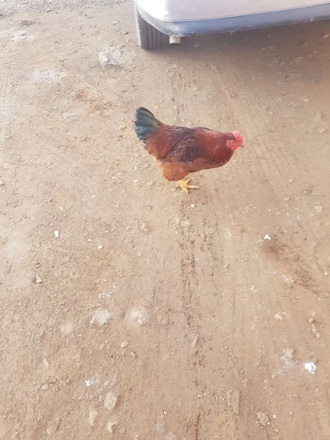 خروس گوشتی و چند عدد مرغ محلی|حیوانات مزرعه|ماکو, |دیوار