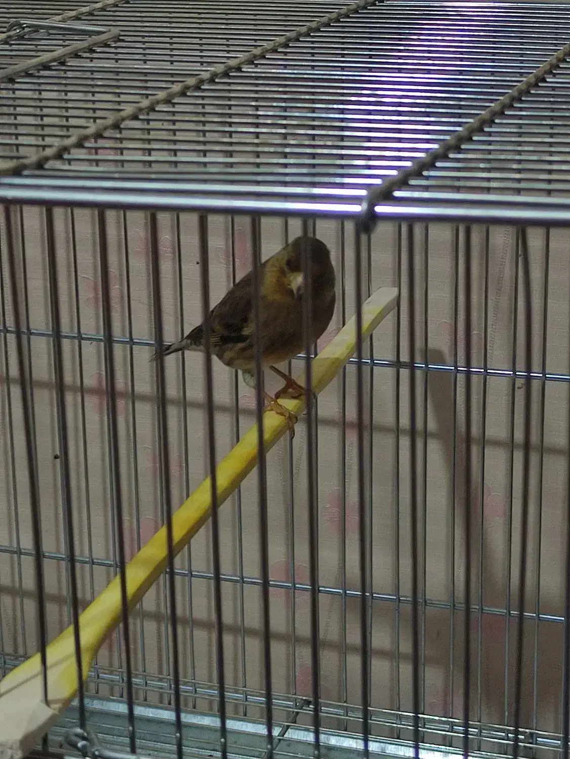 سهره قناری تعداد بالا|پرنده|رشت, دیانتی|دیوار