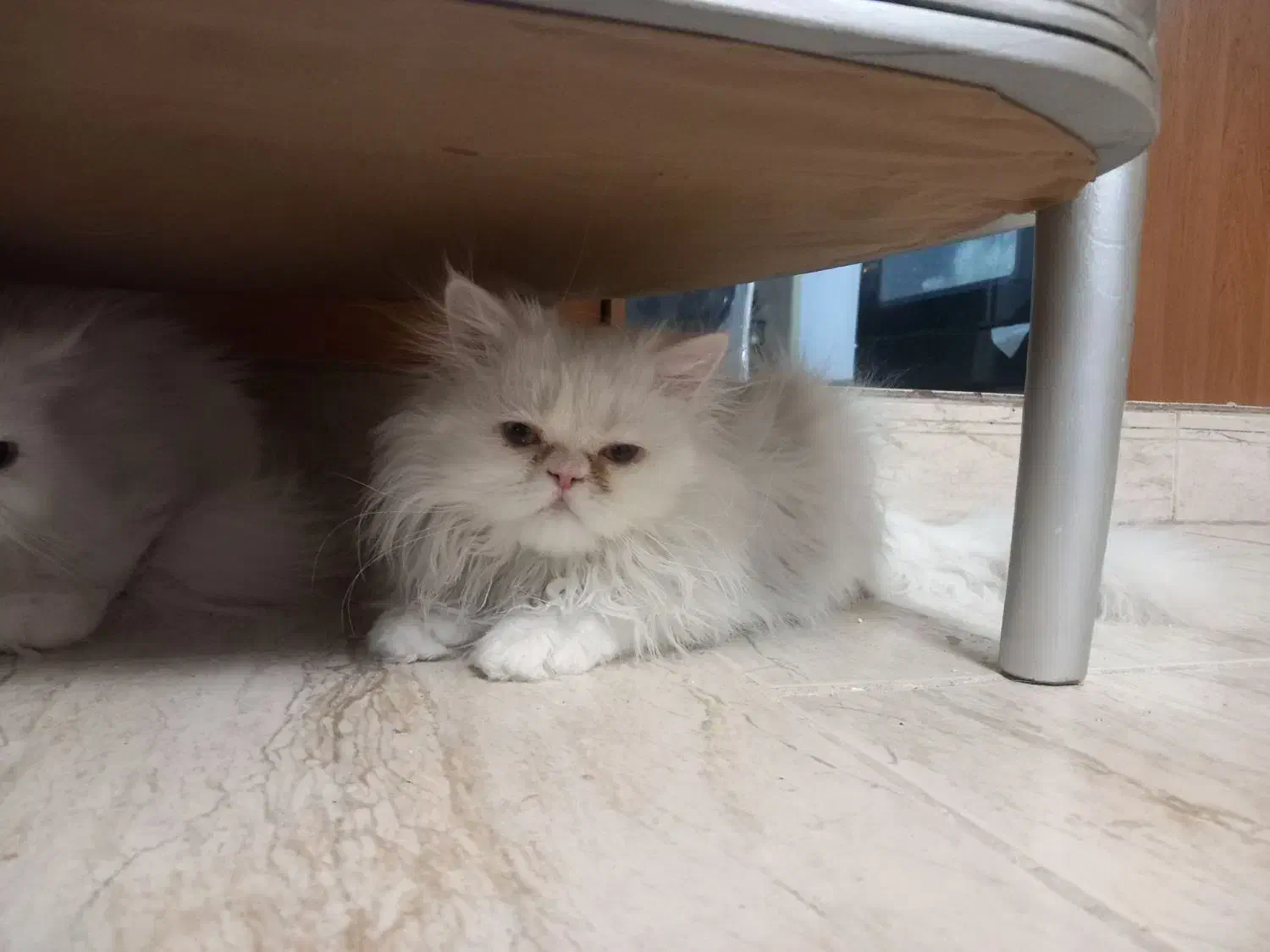 کلاسیک، فلت|گربه|بیرجند, |دیوار