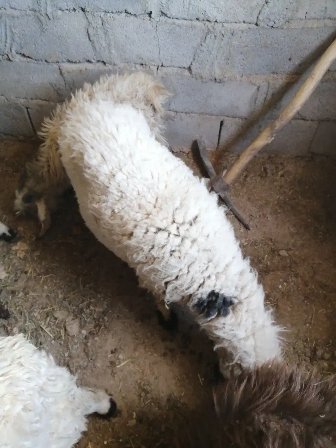 گوسفند فروشی|حیوانات مزرعه|بم, |دیوار