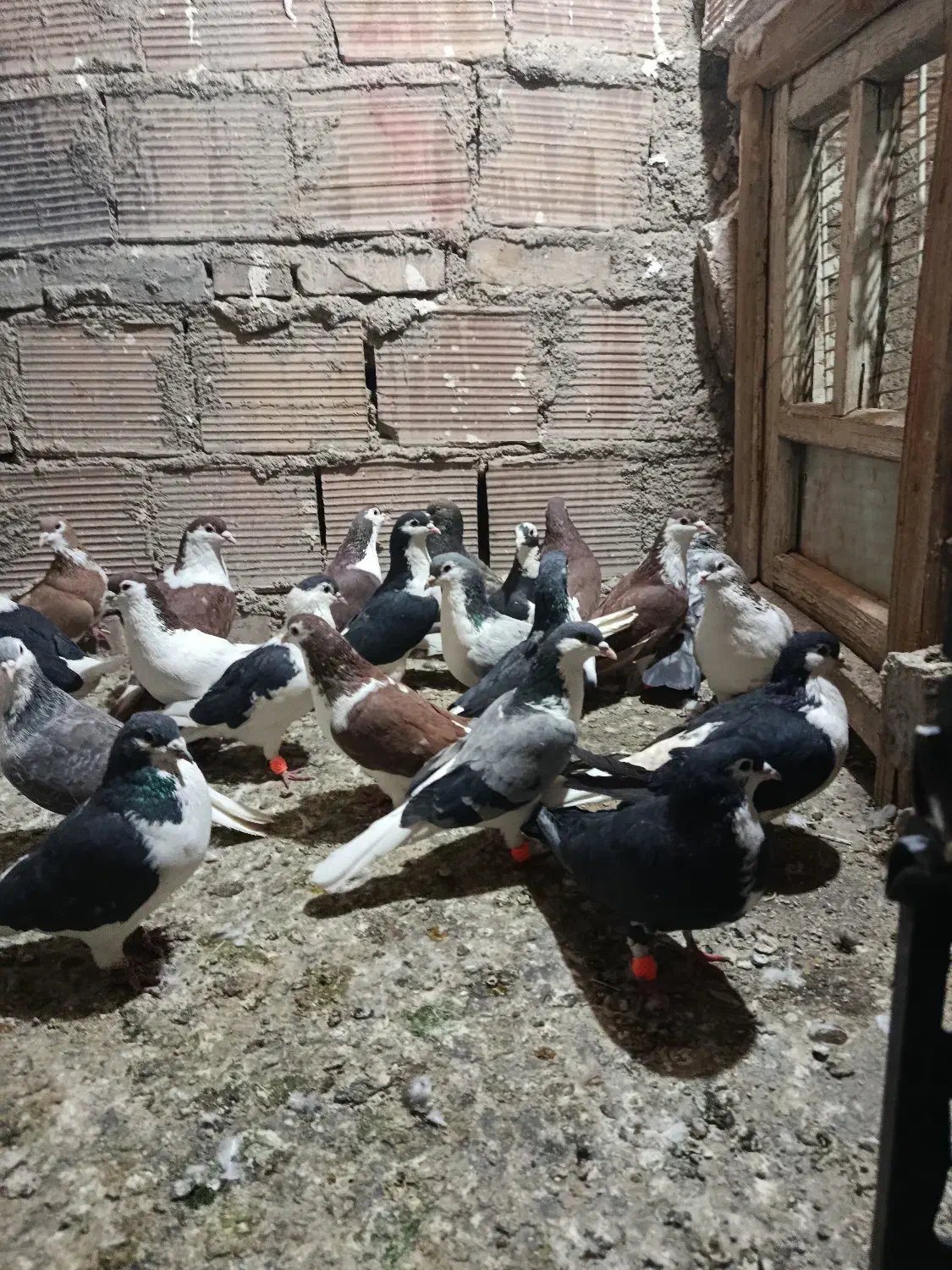 سلام به تمامی عشق بازان خوب دوست داشتتی|پرنده|پاکدشت, پاکدشت (مامازند)|دیوار