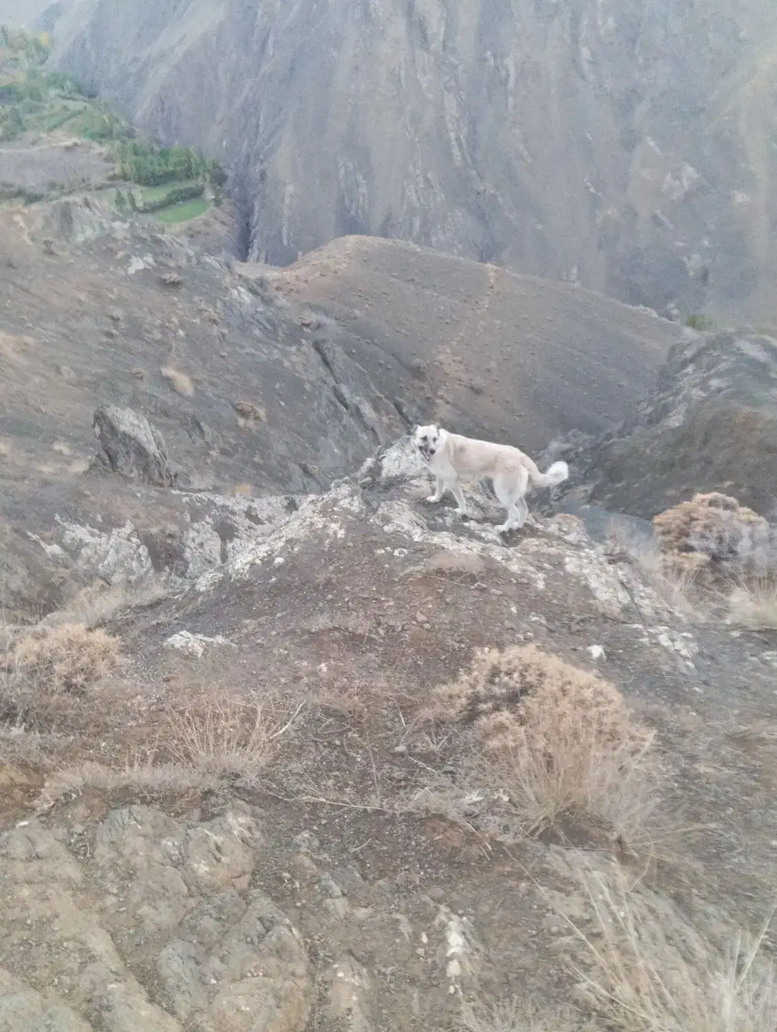 سگ ماده یک سال|سگ|خوی, |دیوار