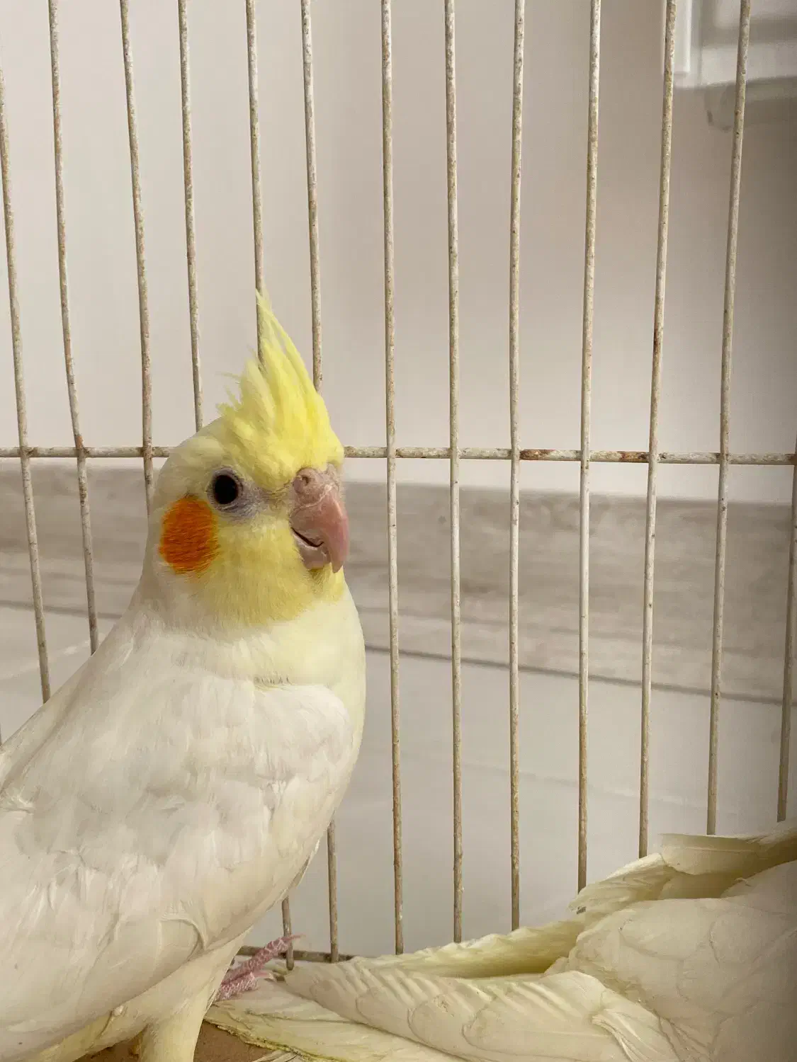 ۳ عدد جوجه لوتینو|پرنده|شیروان (خراسان), |دیوار