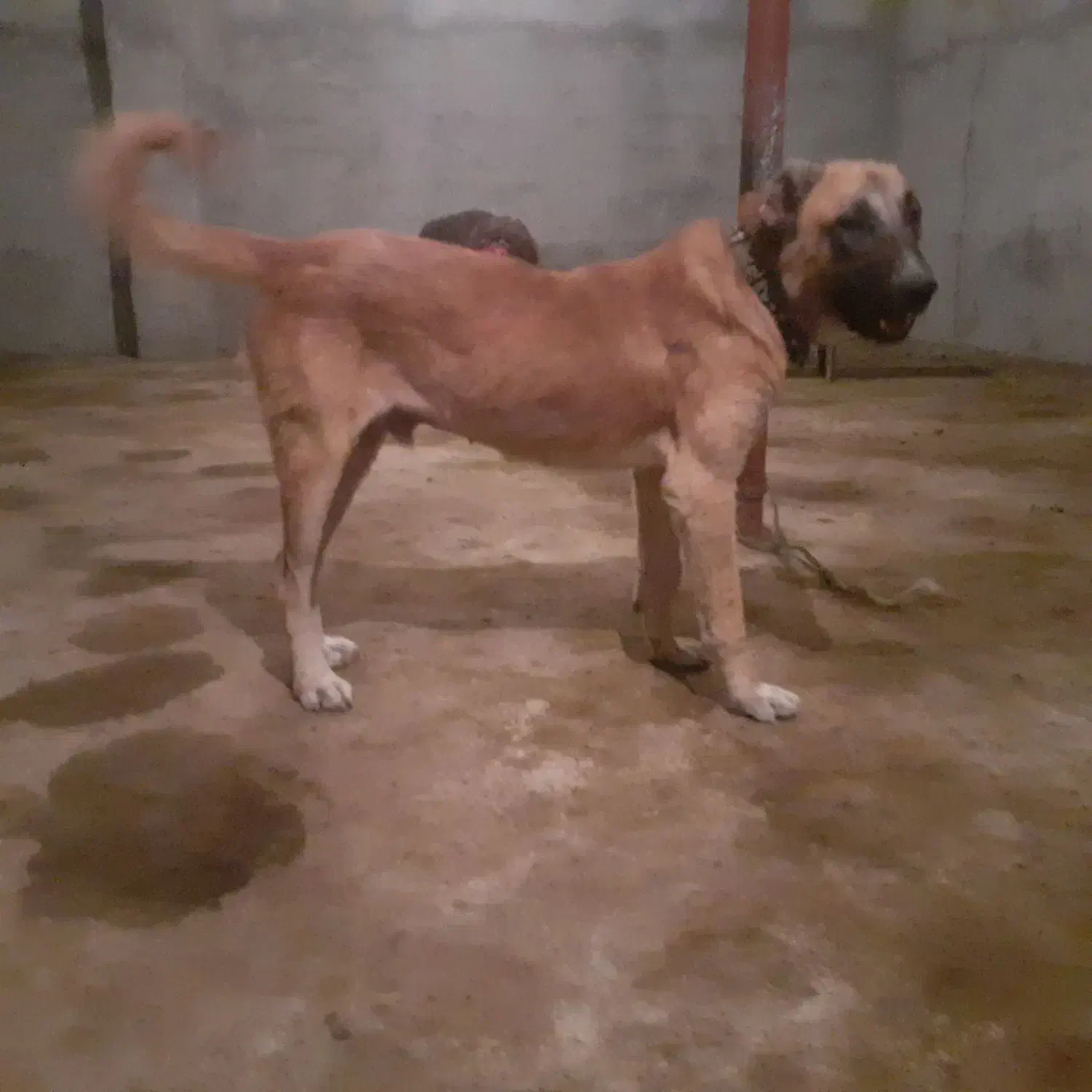 واگذاری سگ سراب کانگال|سگ|شیروان (خراسان), |دیوار