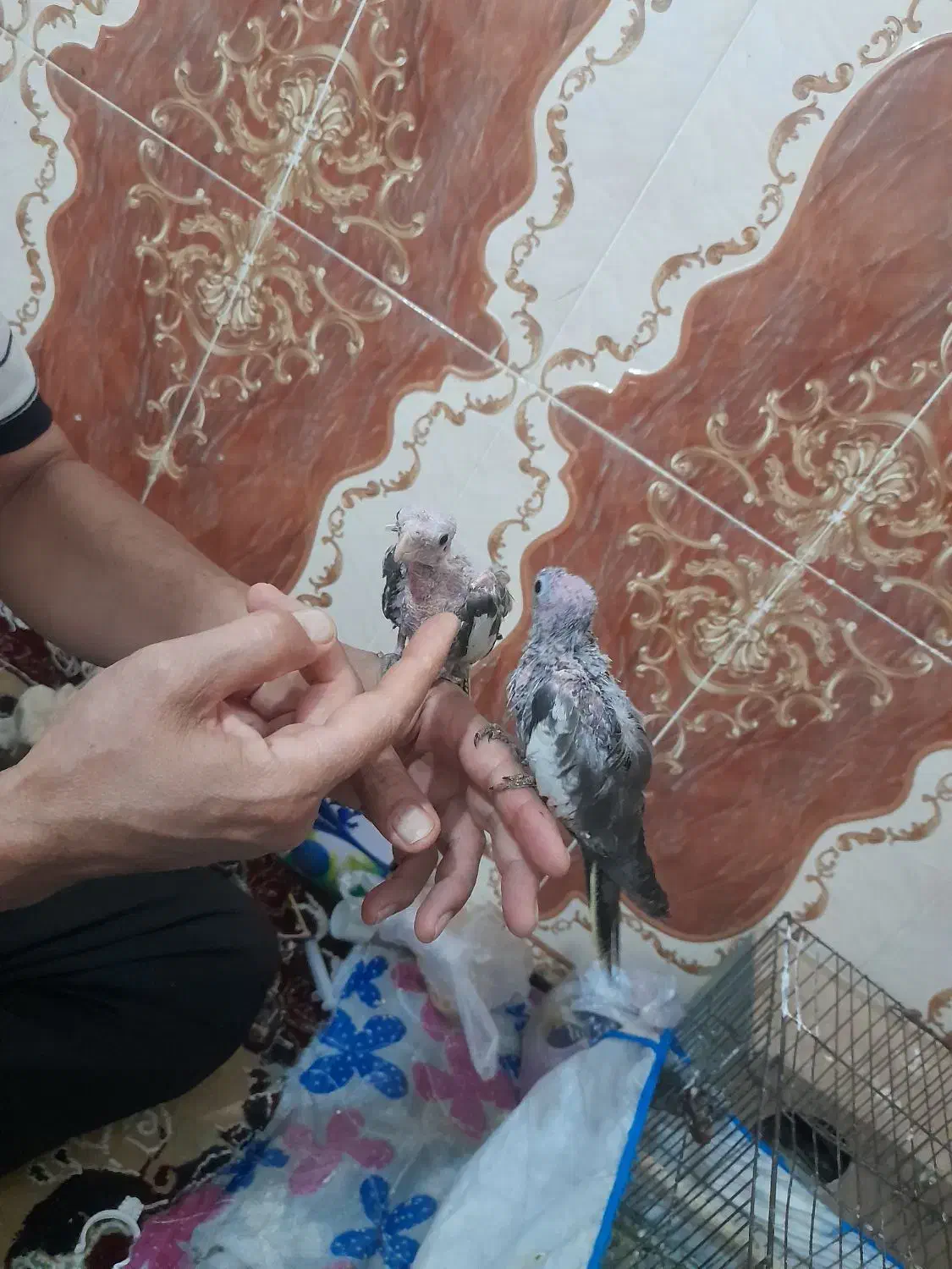 جوجه سر لاکی|پرنده|کارون, |دیوار