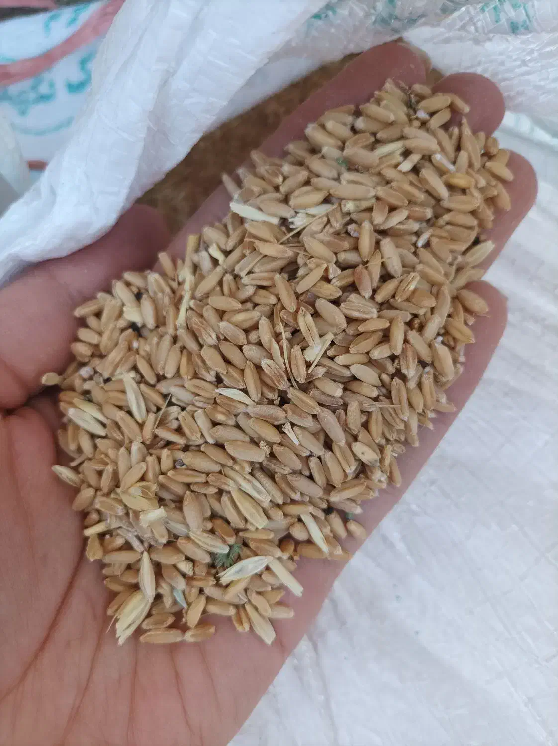 گندم دیم|عمده‌فروشی|محمدیه-قزوین, |دیوار