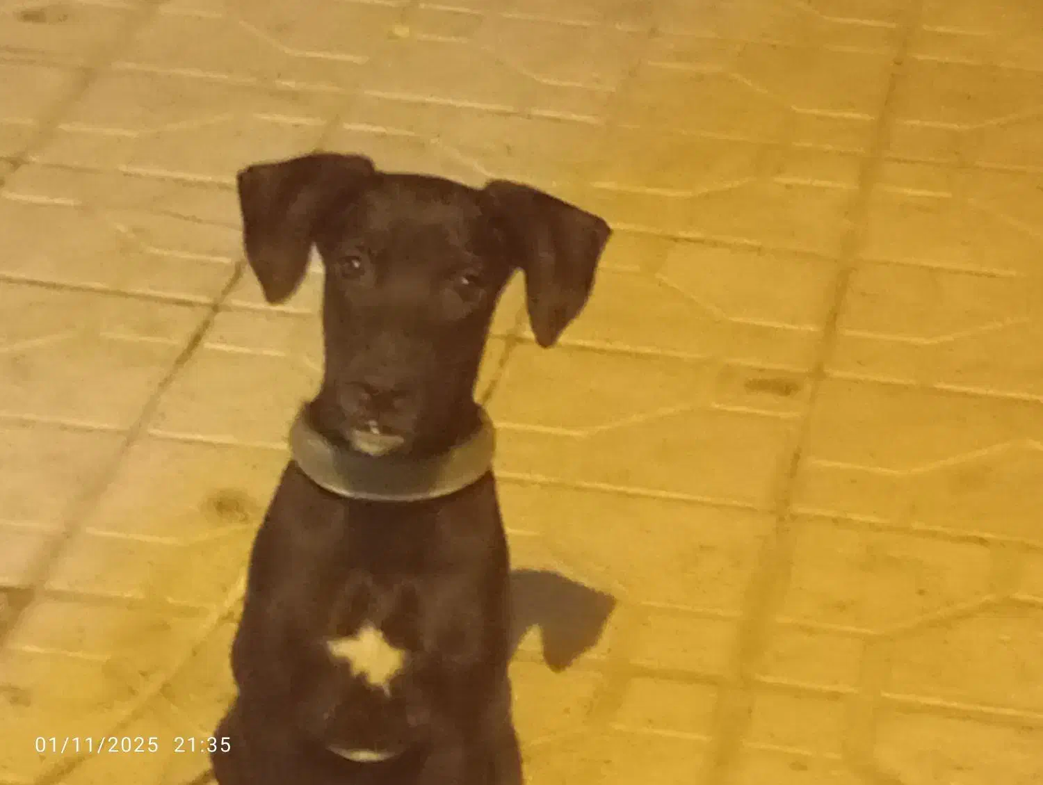 سگ پارسا جوان چهارماه هست|سگ|بندر کنگان, |دیوار