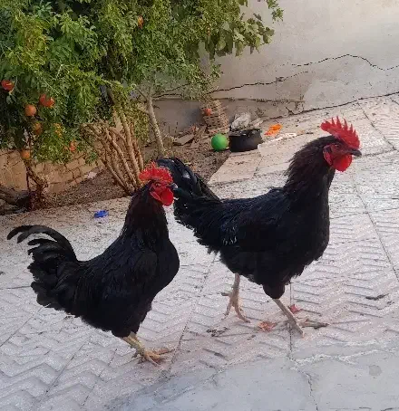 خروس مشکی جوان|پرنده|سلفچگان, |دیوار