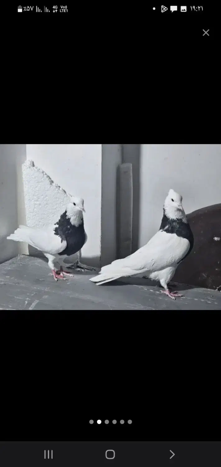 کبوتر|پرنده|ایلام, |دیوار