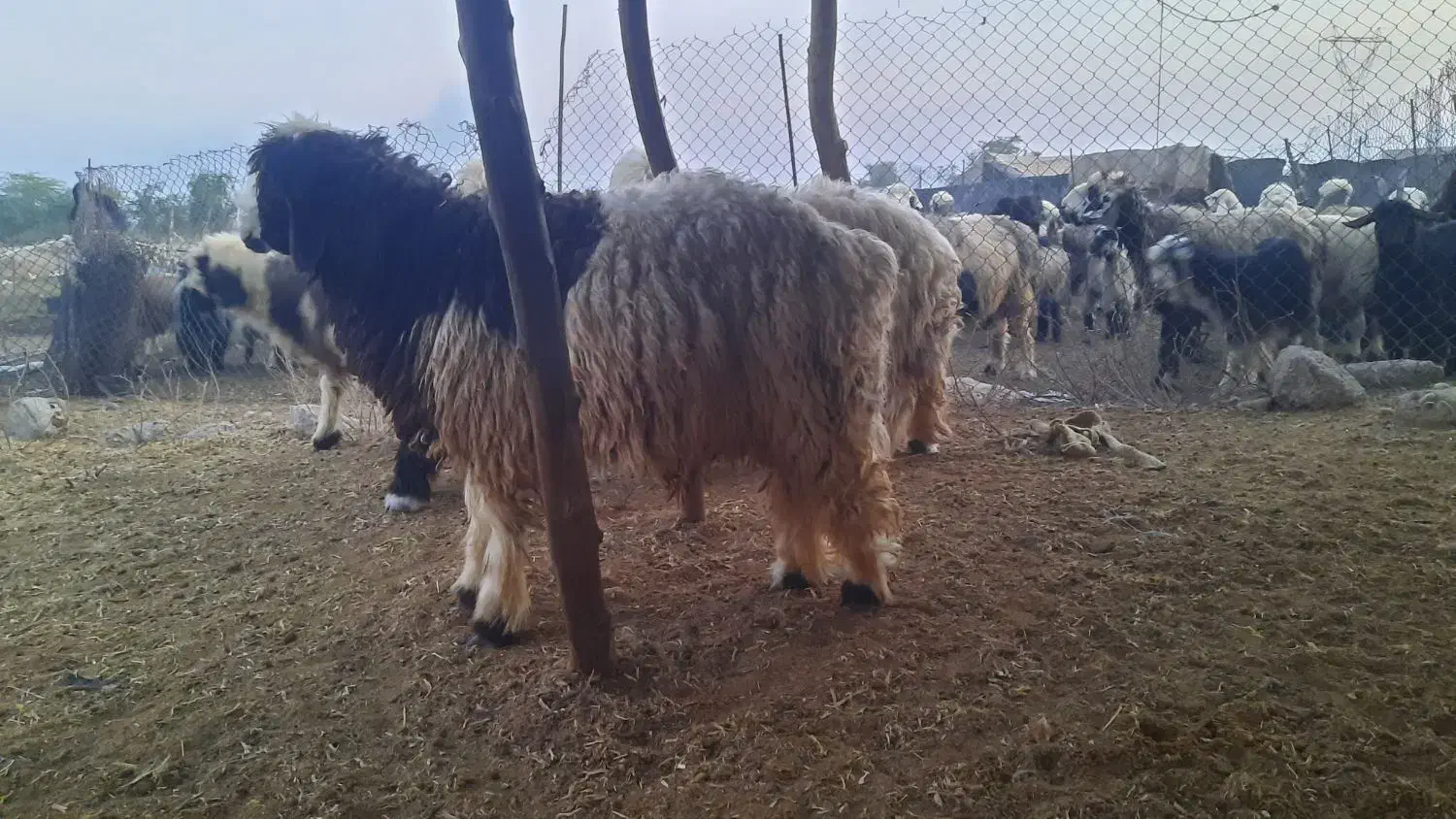 بره چاق|حیوانات مزرعه|گتوند, |دیوار