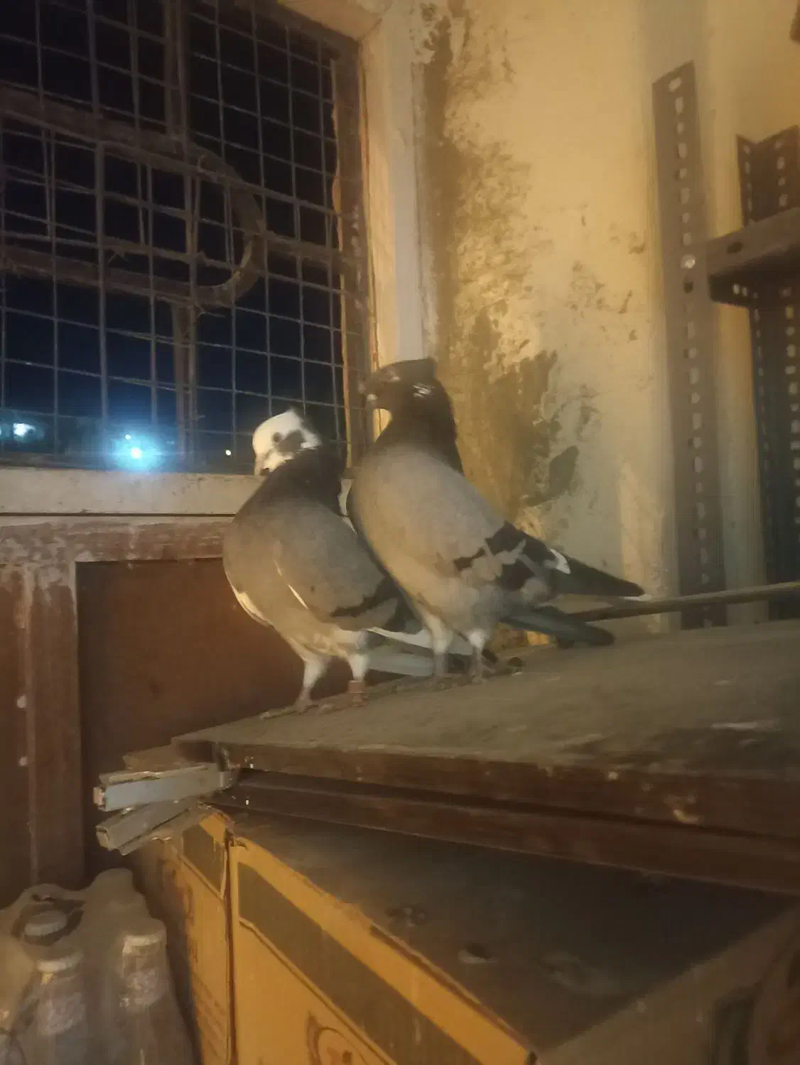 آبی آسمانی|پرنده|آبدانان, |دیوار