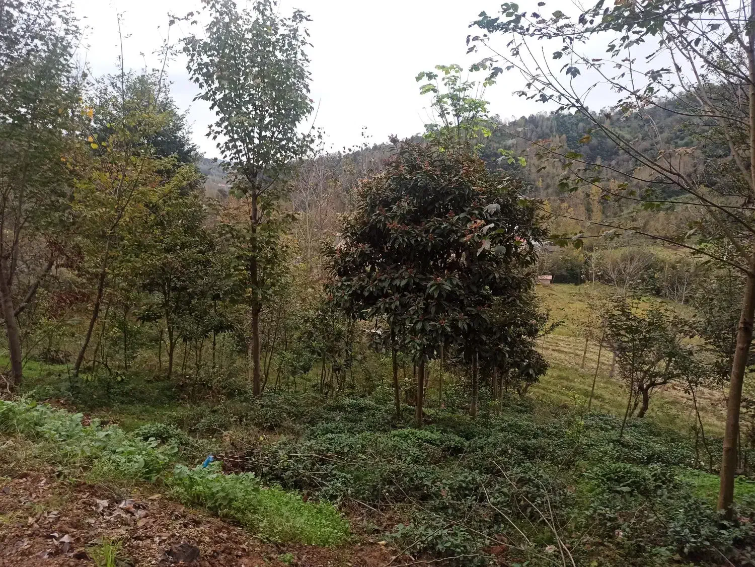 زمین مسکونی 250متری|فروش زمین و ملک کلنگی|اطاقور, |دیوار