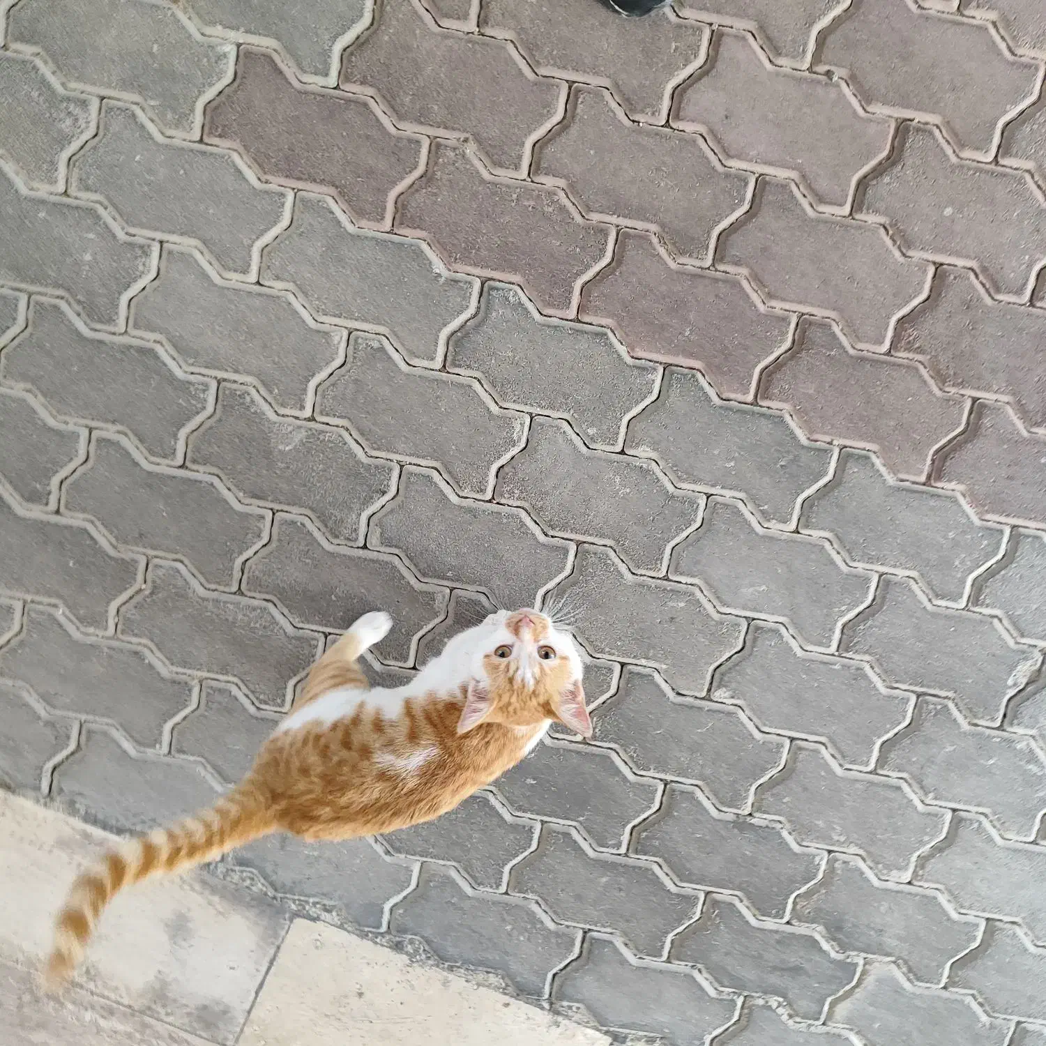 گربه گمشده / پیدا شده|گربه|کیش, |دیوار