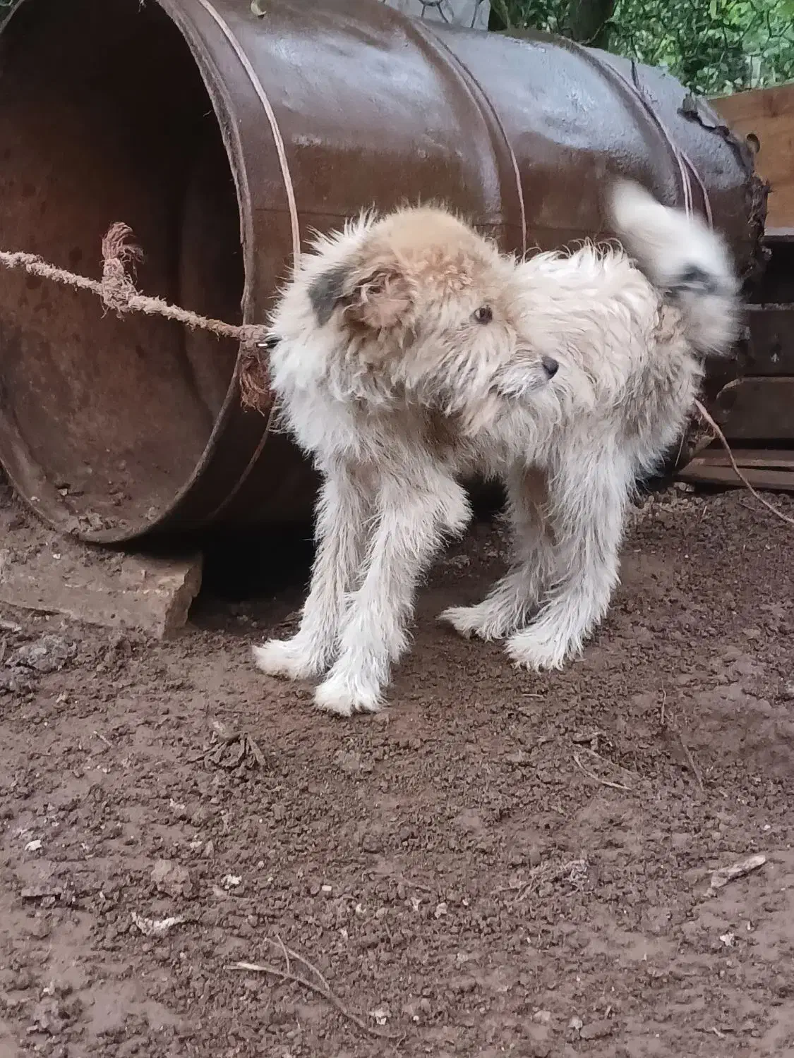 1عدد سگ پشم آلود به فروش میرسد.|سگ|رحیمآباد, |دیوار