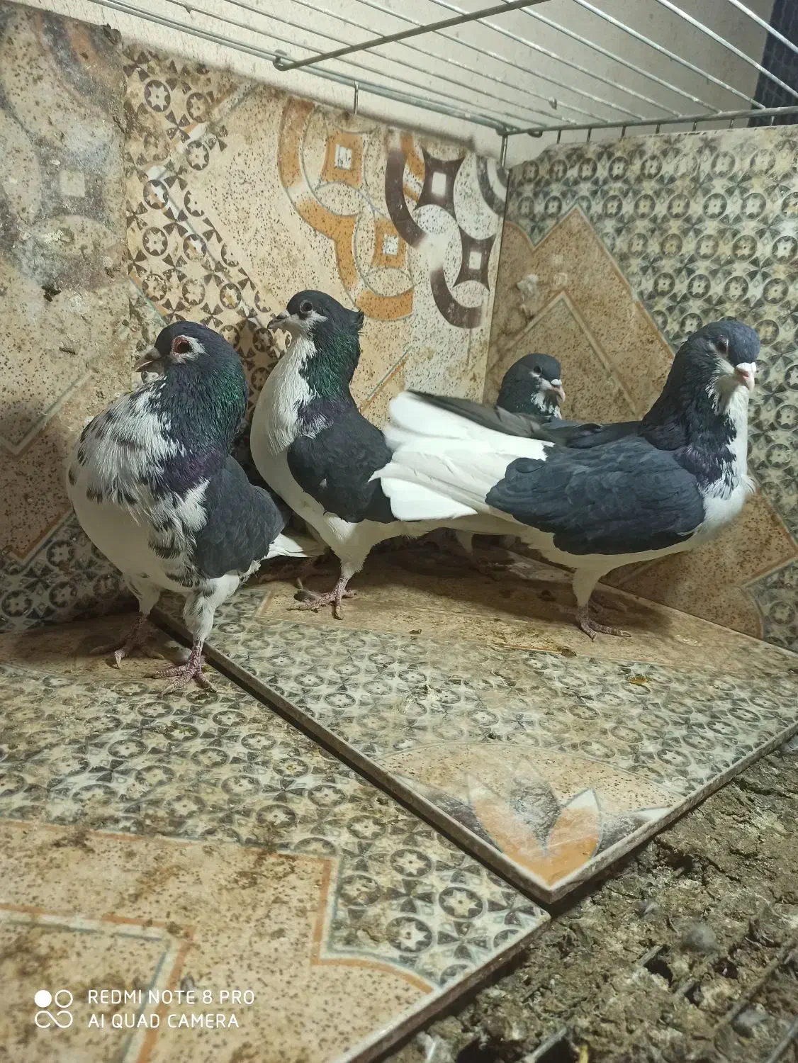 کبوتر شهری|پرنده|یزد, |دیوار