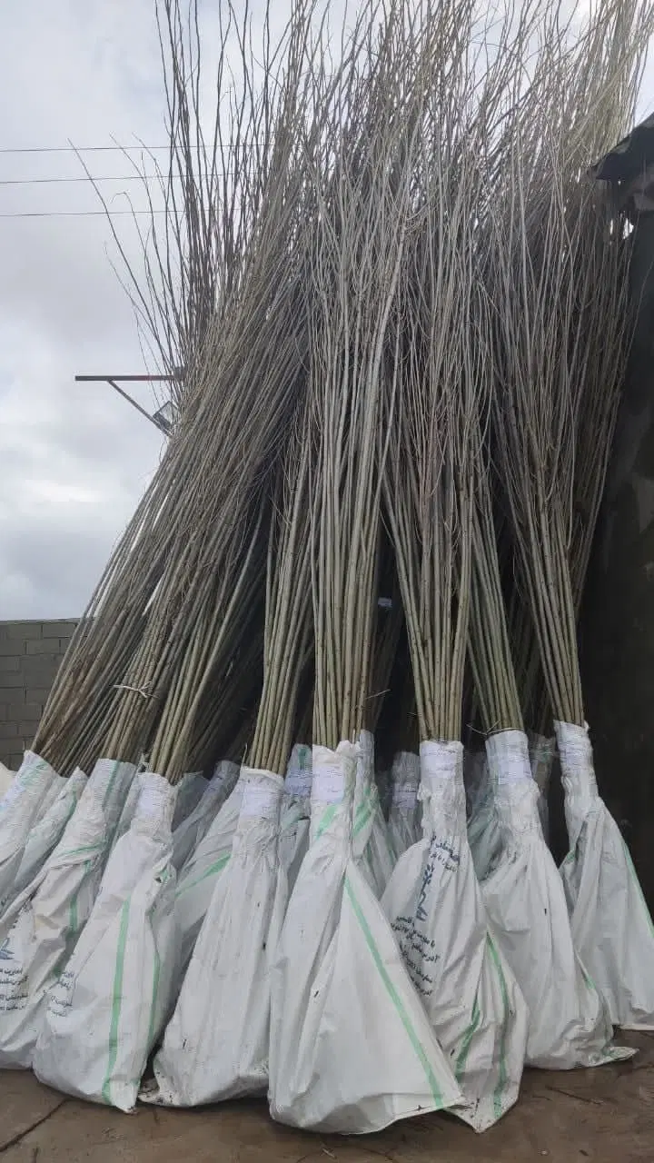 کم آب ترین مقاوم ترین بادام تونو ایتالیایی|خدمات باغبانی و درختکاری|کرمانشاه, |دیوار
