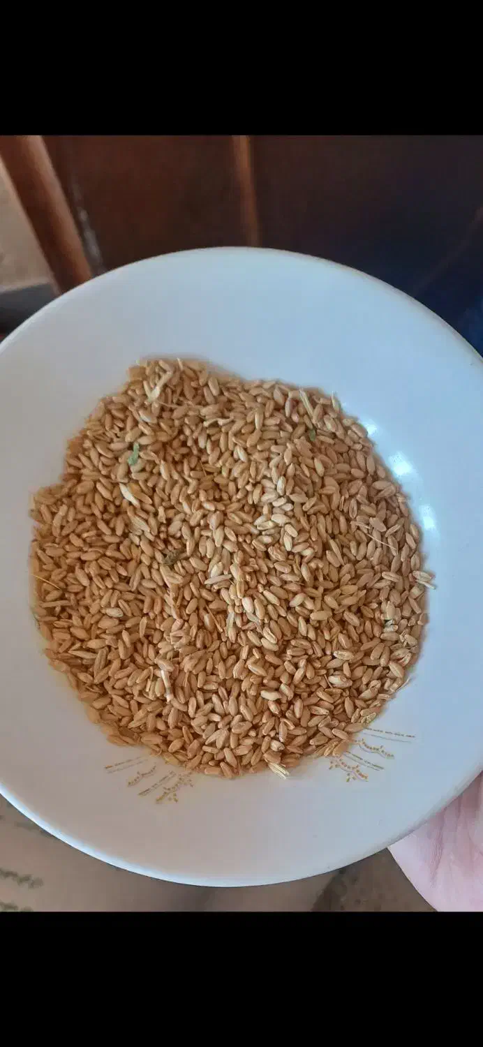 گندم|گل و گیاه طبیعی|کوهنانی, |دیوار