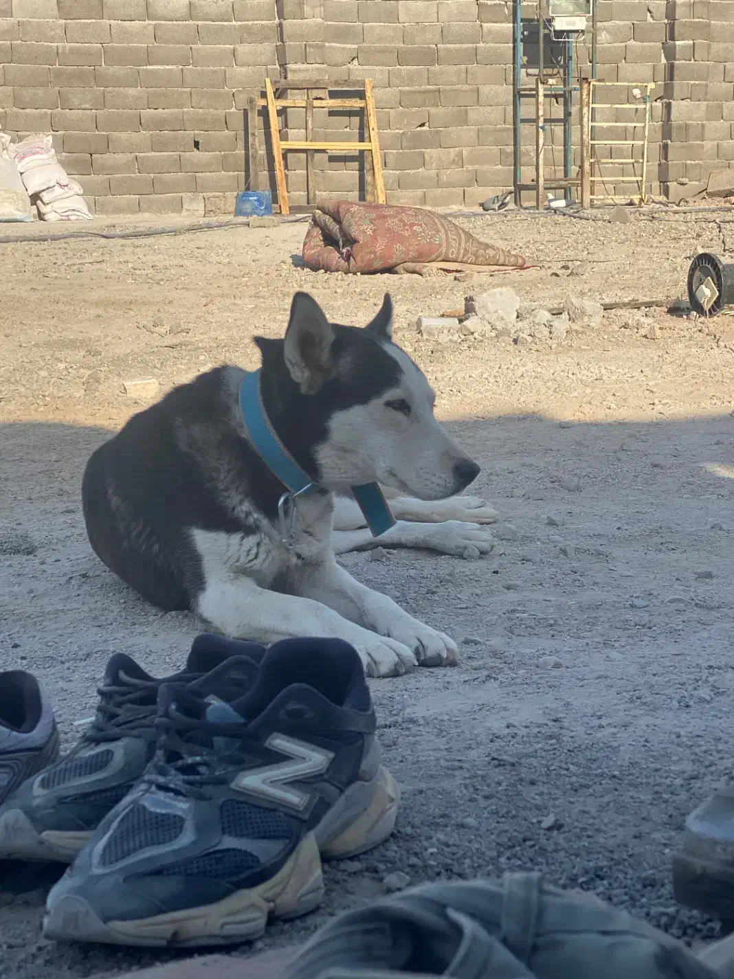 سگ هاسکی|سگ|ورامین, ورامین|دیوار