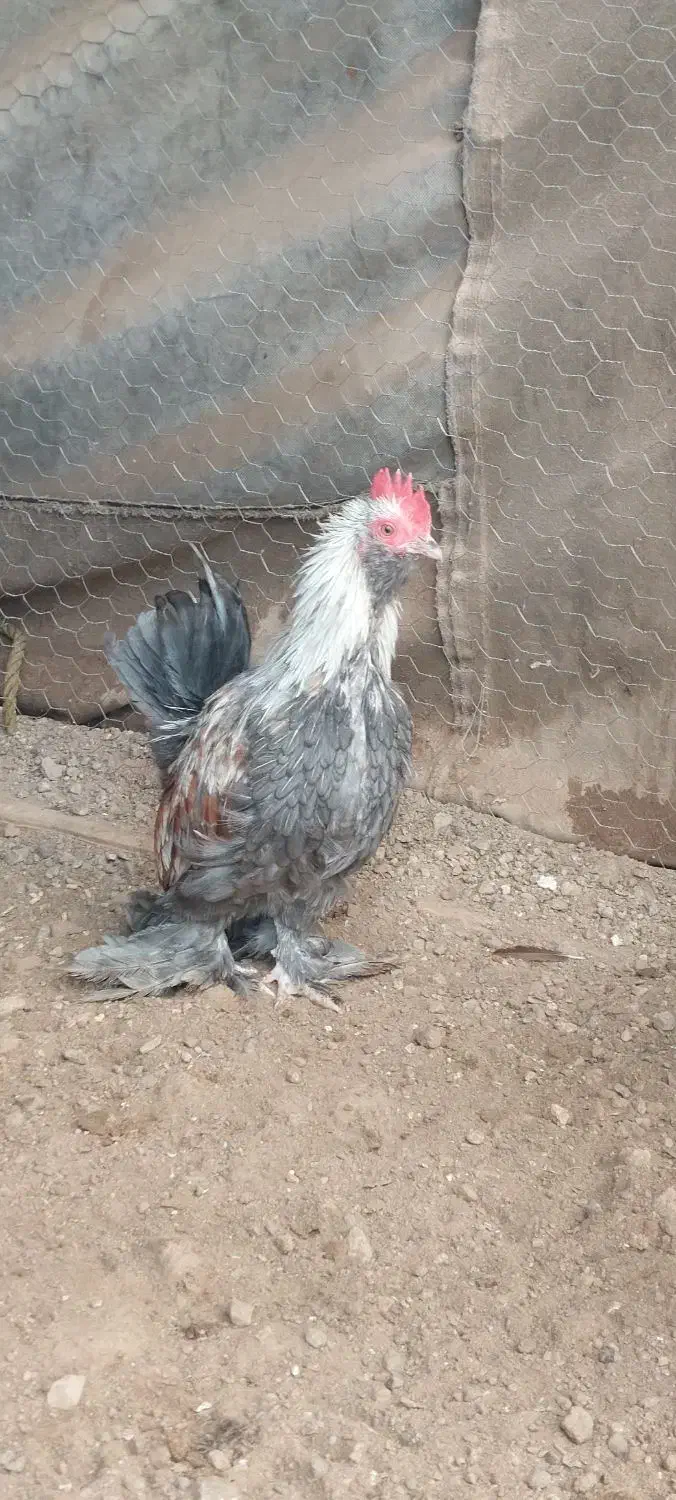 سه عدد خروس مینیاتوری|حیوانات مزرعه|خسروشاه, |دیوار