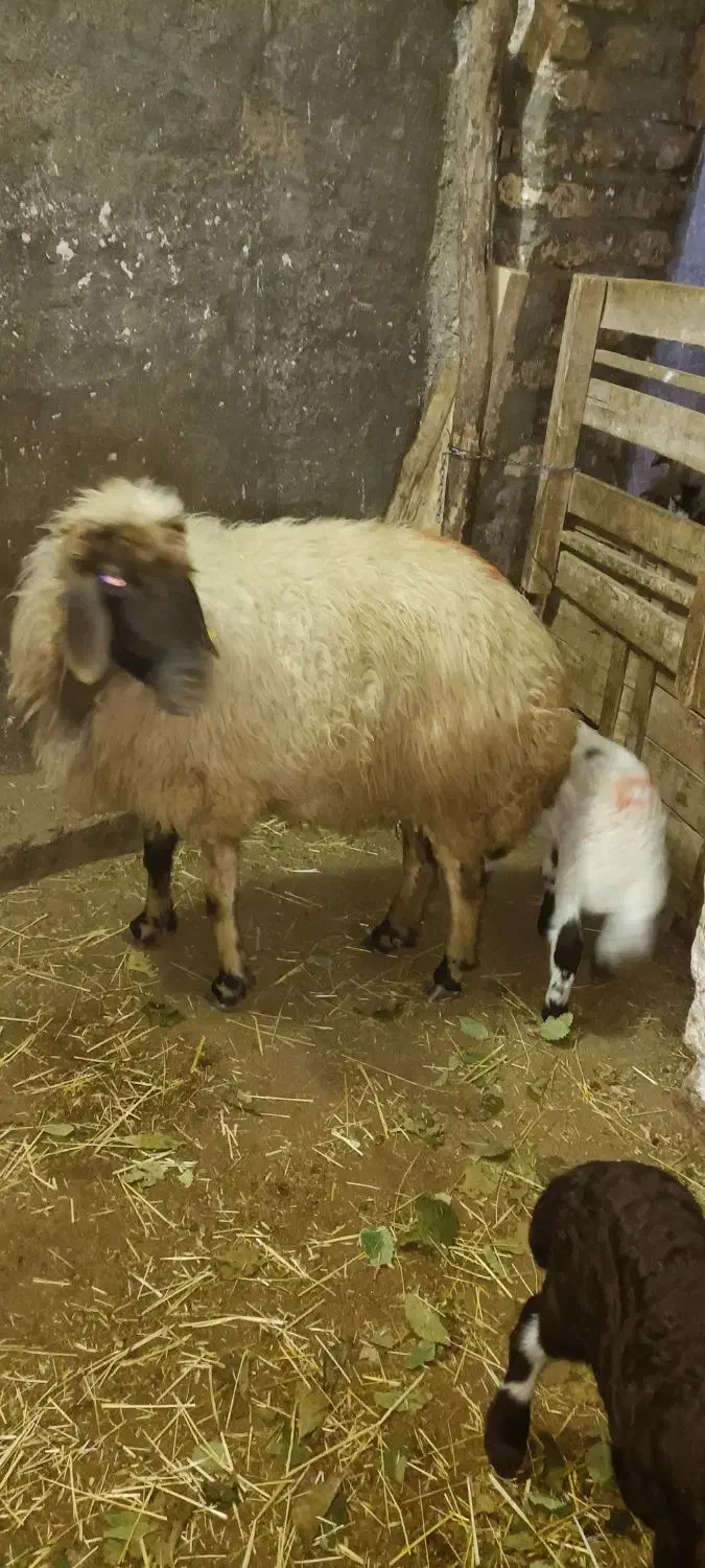 سه راس گوسفند با بره|حیوانات مزرعه|گهواره, |دیوار